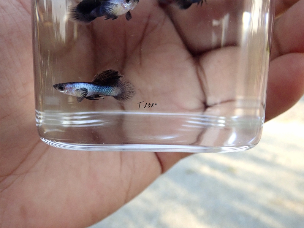 Mini Panda fancy guppy 1คู่ (ผู้+เมีย)