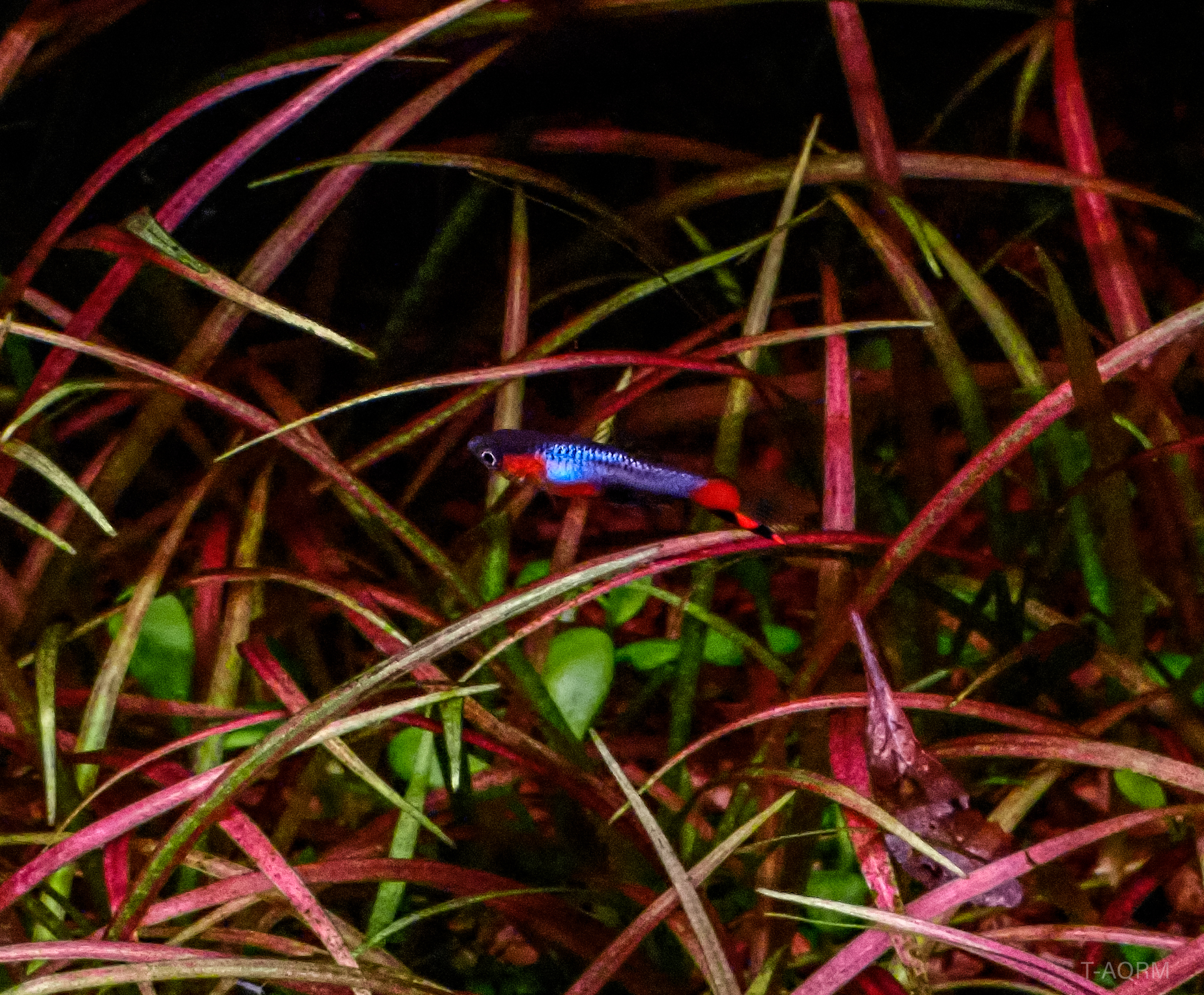 Campoma #47 Blue star, Pure wingei.1คู่ (ผู้+เมีย)