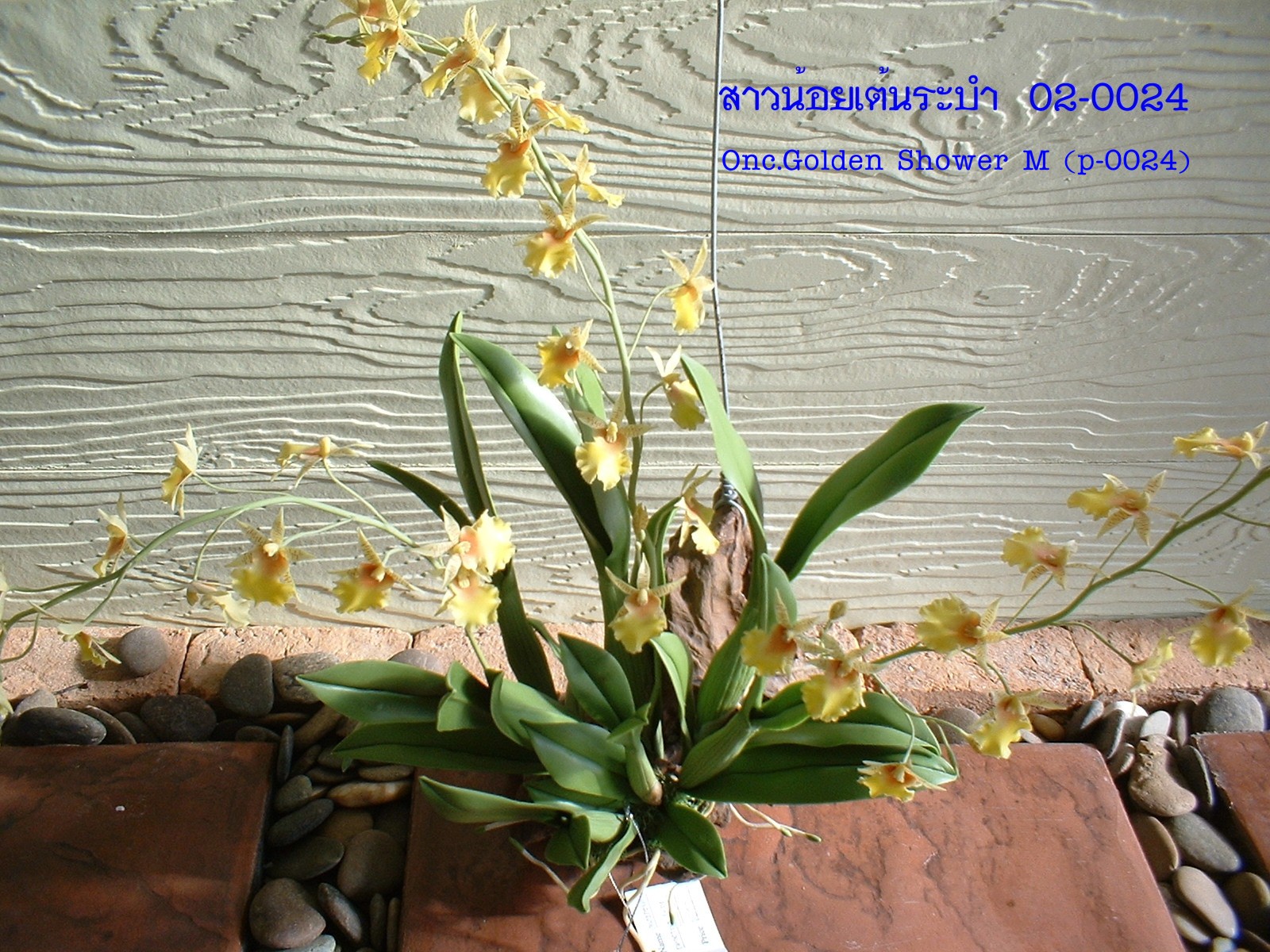 Golden flower (Medium)