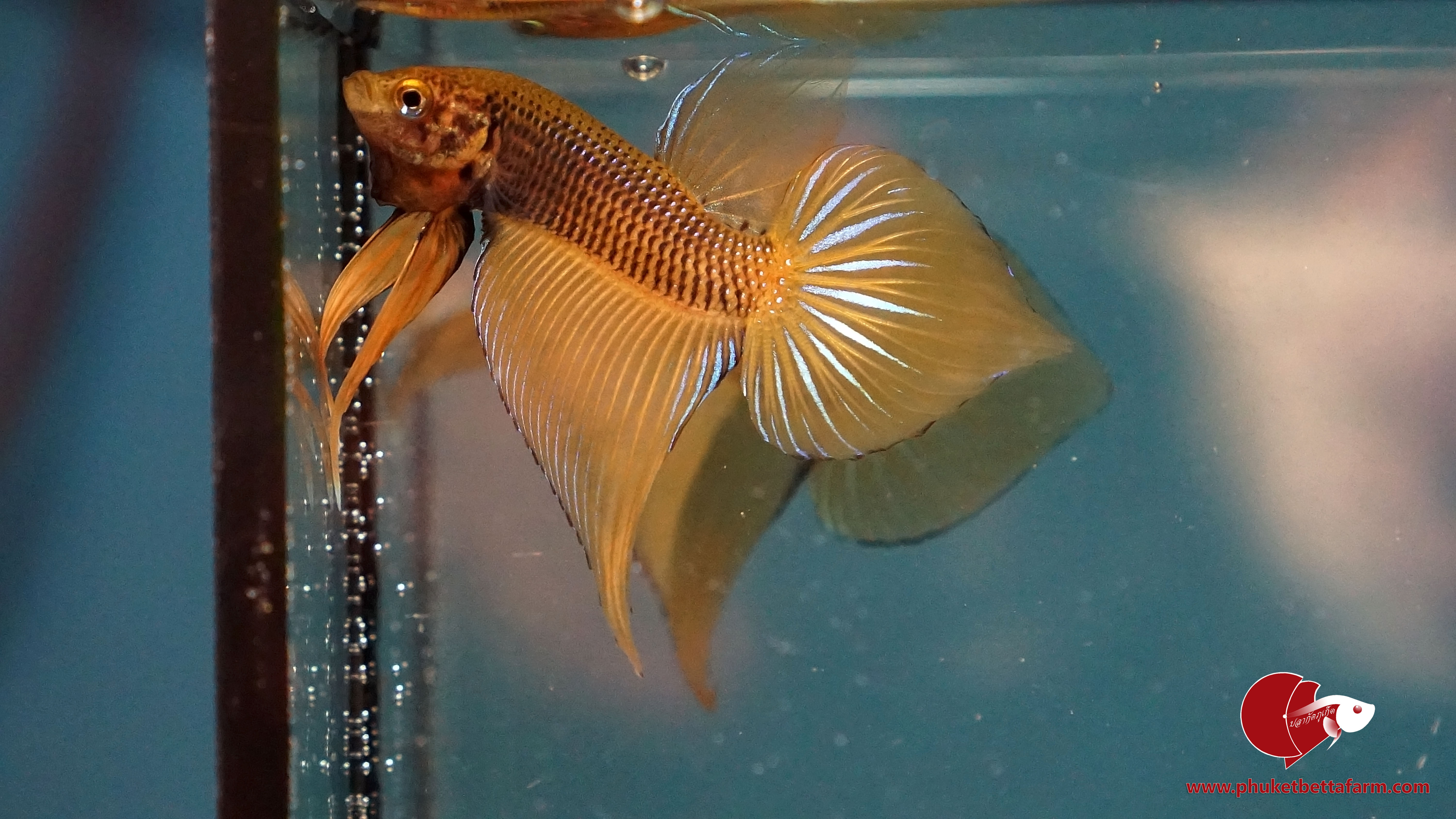 Yellow Benjarong ปลากัดป่าเหลืองเบญจรงค์