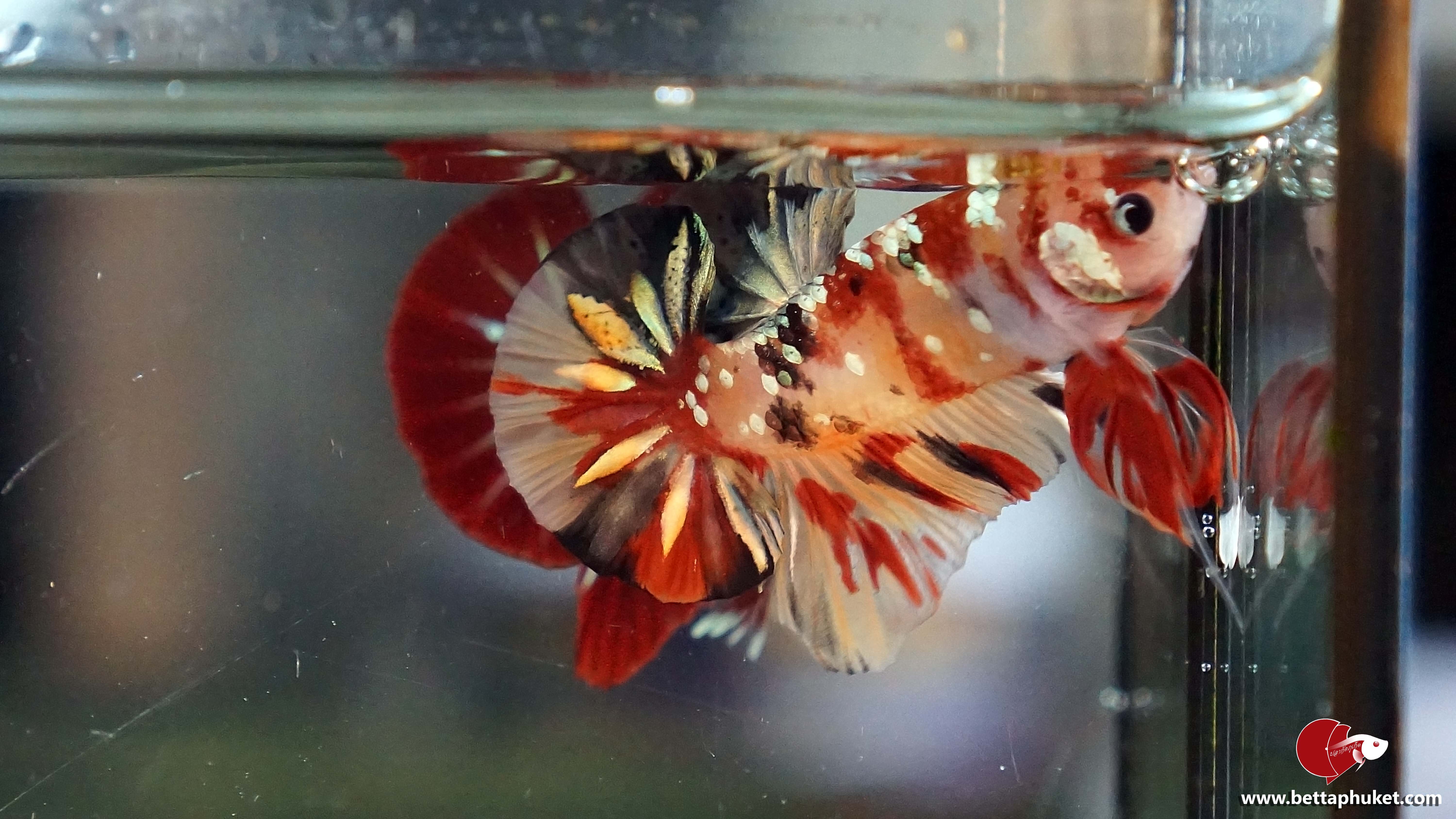 Galaxy Nemo Copper Gold กาแล็คซี่นีโม่คอปเปอร์มุกทอง ลายไฟ