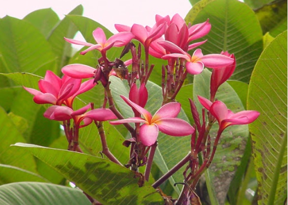 Plumeria 2