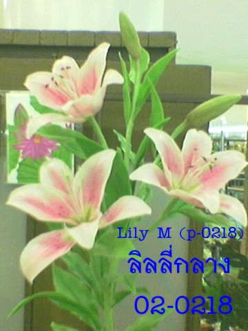Lily (Medium)