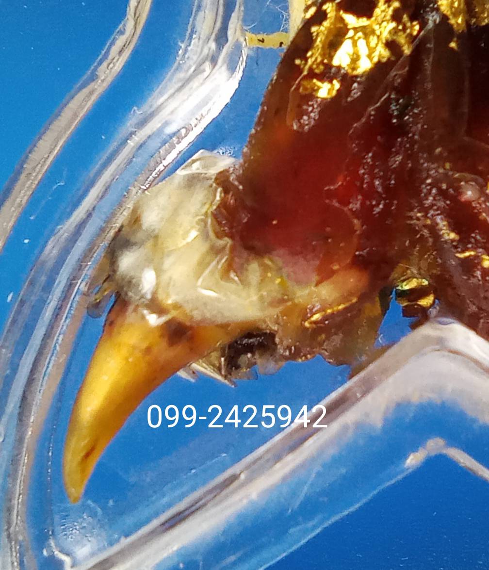 เดือยงูเหลือม เครื่องรางอาถรรพ์ ด้านโชคลาภ ทำมาหากิน และเสี่ยงโชค ลาภลอย ของแท้ต้องแบบนี้ครับ