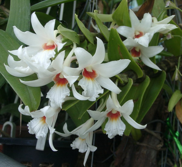 Den.Formosum (Super small)