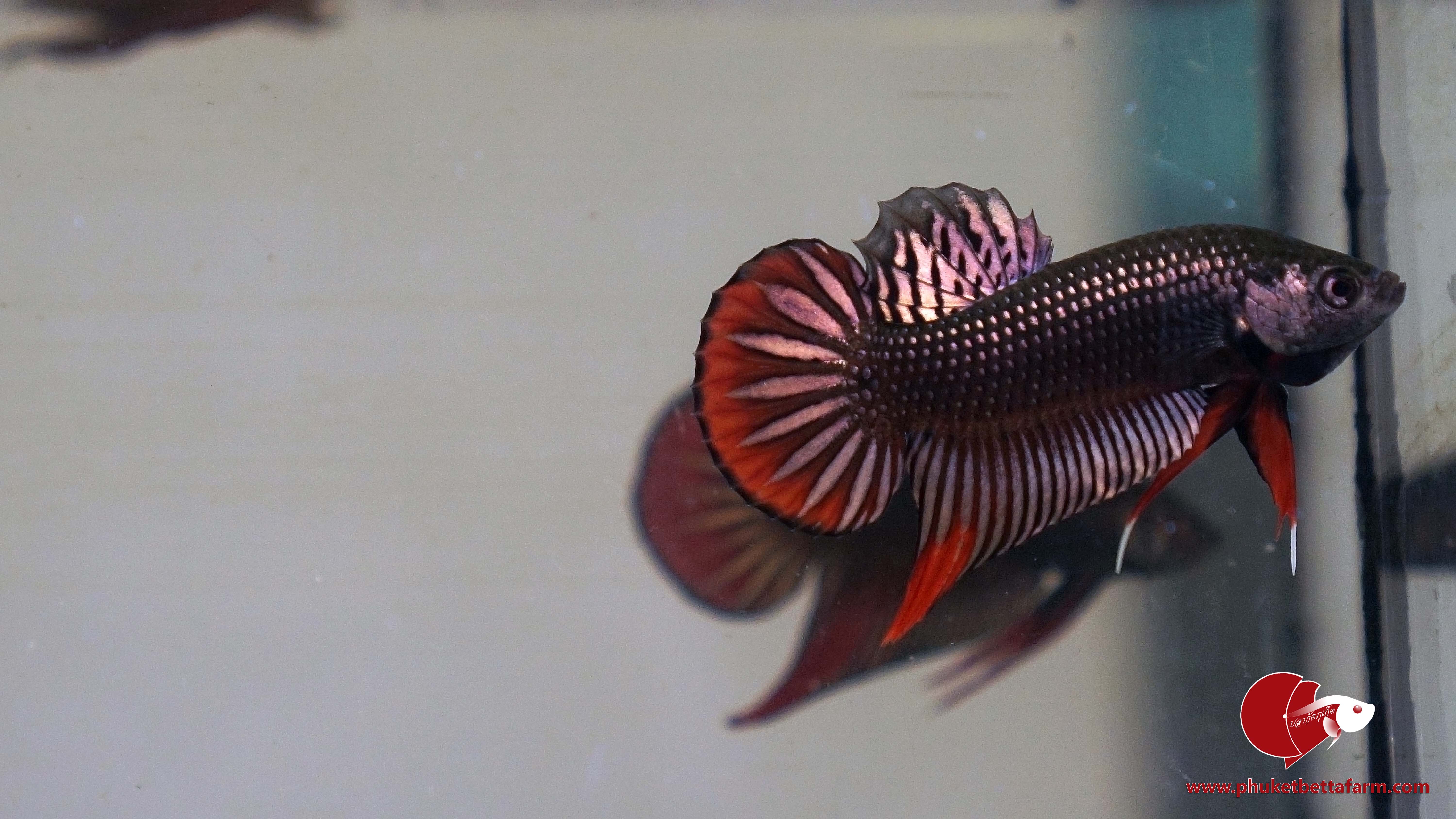 Copper Betta Imbellis ปลากัดป่าภาคใต้สีนากวงแดง