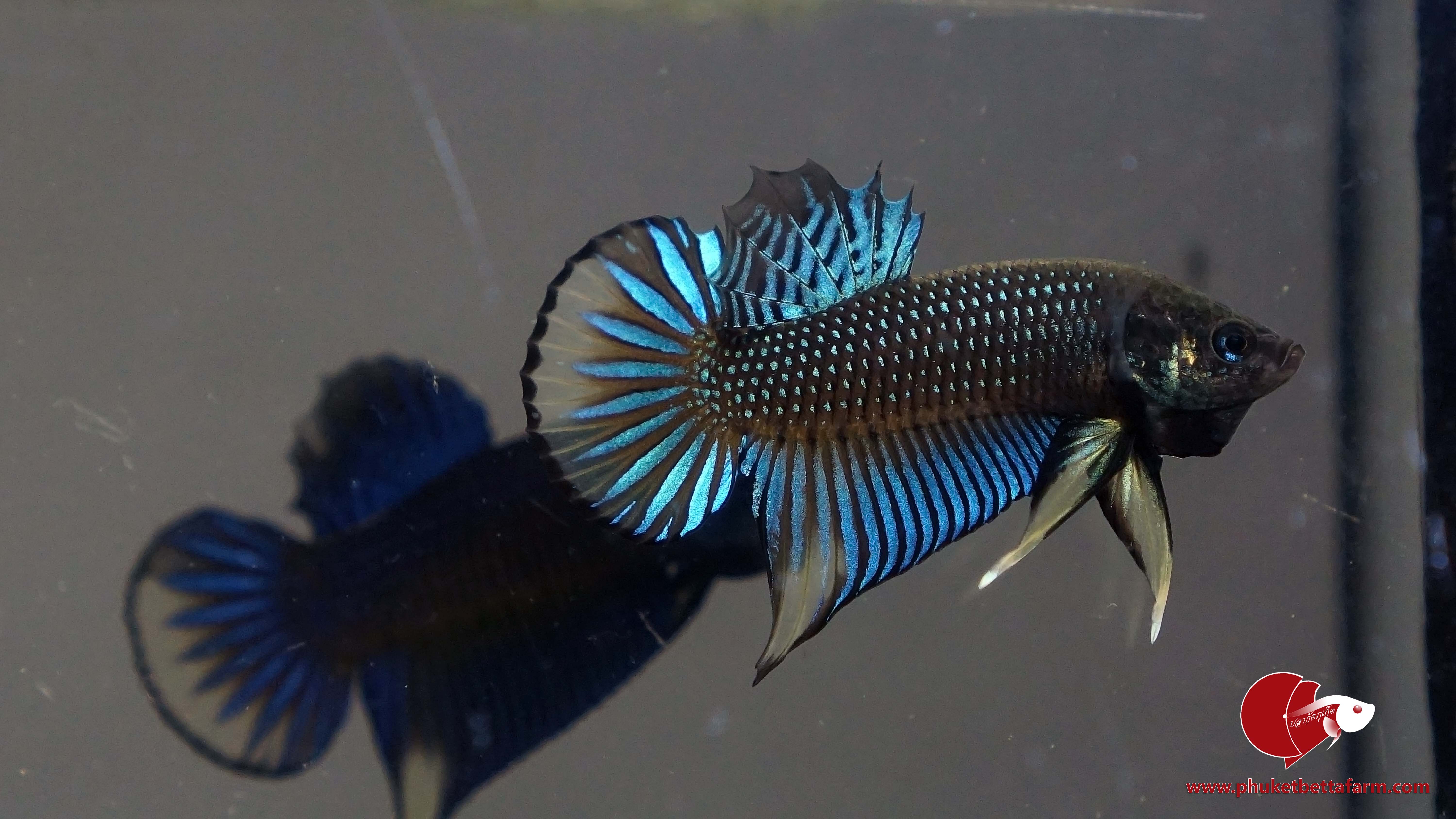 Green Yellow Betta Imbellis ปลากัดป่าภาคใต้เขียววงเหลือง