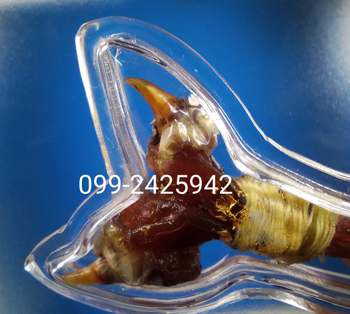 เดือยงูเหลือม เครื่องรางอาถรรพ์ ด้านโชคลาภ ทำมาหากิน และเสี่ยงโชค ลาภลอย ของแท้ต้องแบบนี้ครับ