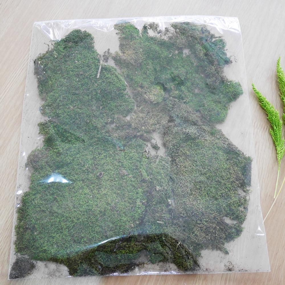 Brown moss
