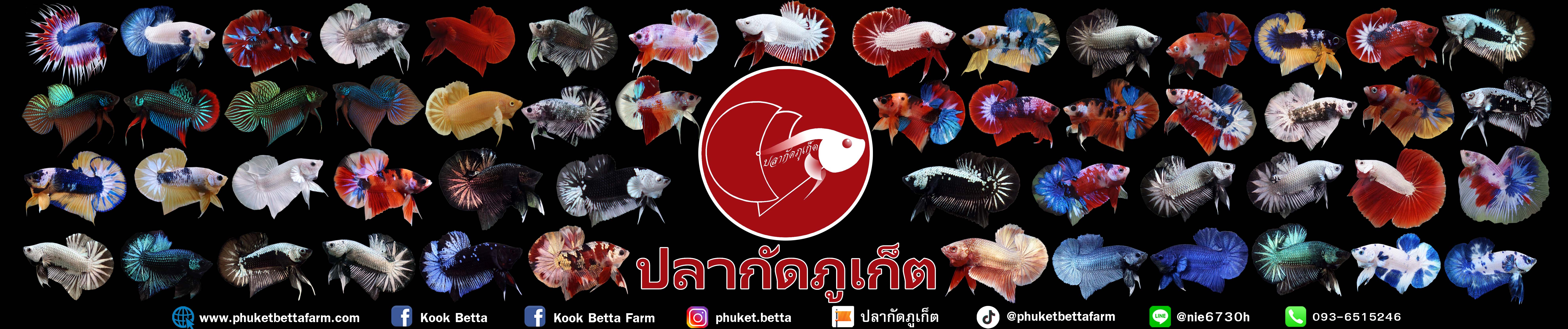 ปลากัดภูเก็ต