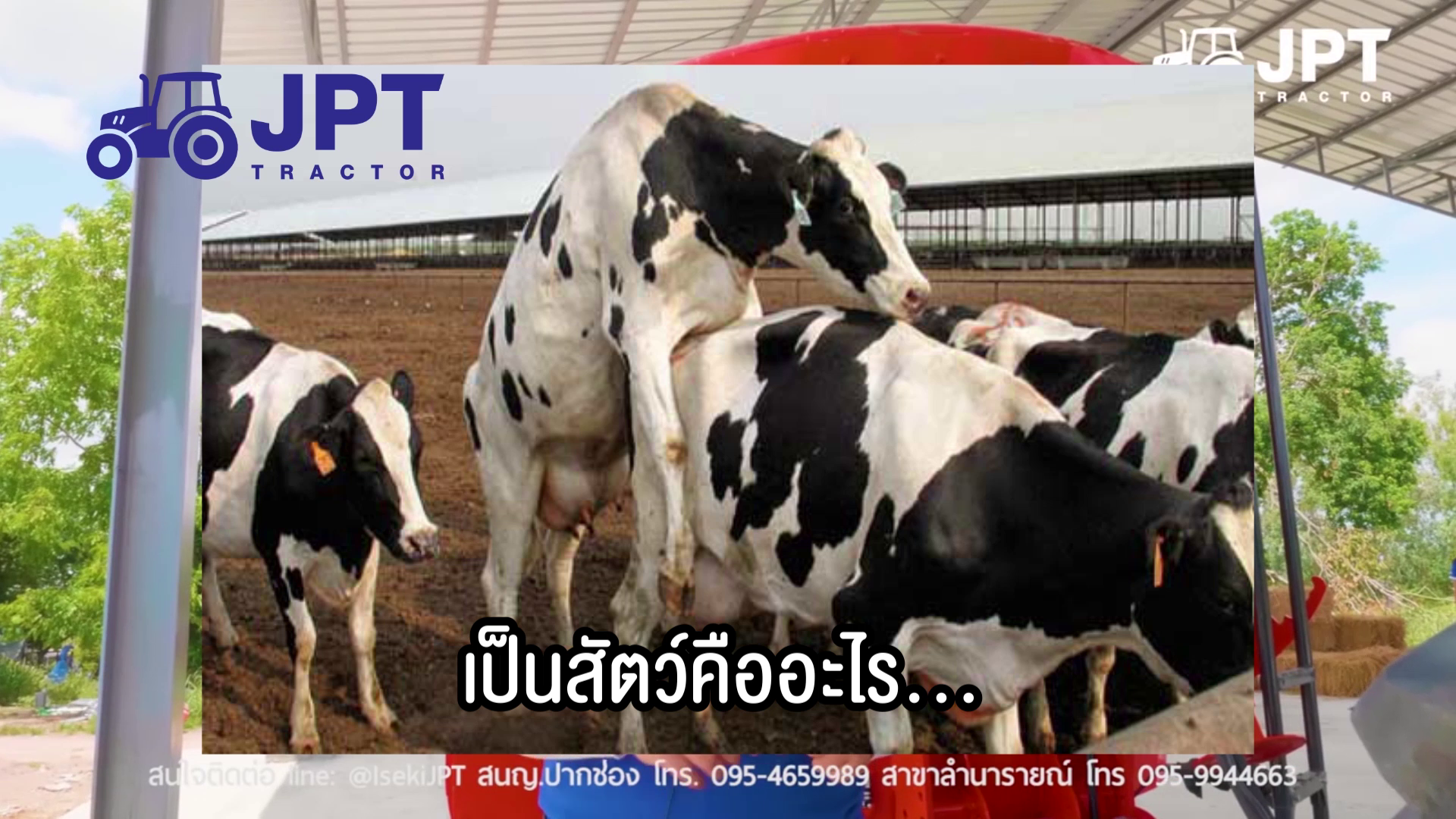 เป็นสัตว์ ติดสัตว์ วัวนม ขึ้นคล่อม