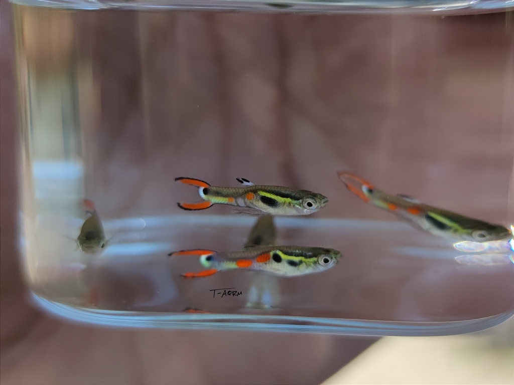 Campoma #30 Pure wingei.1คู่ (ผู้+เมีย)