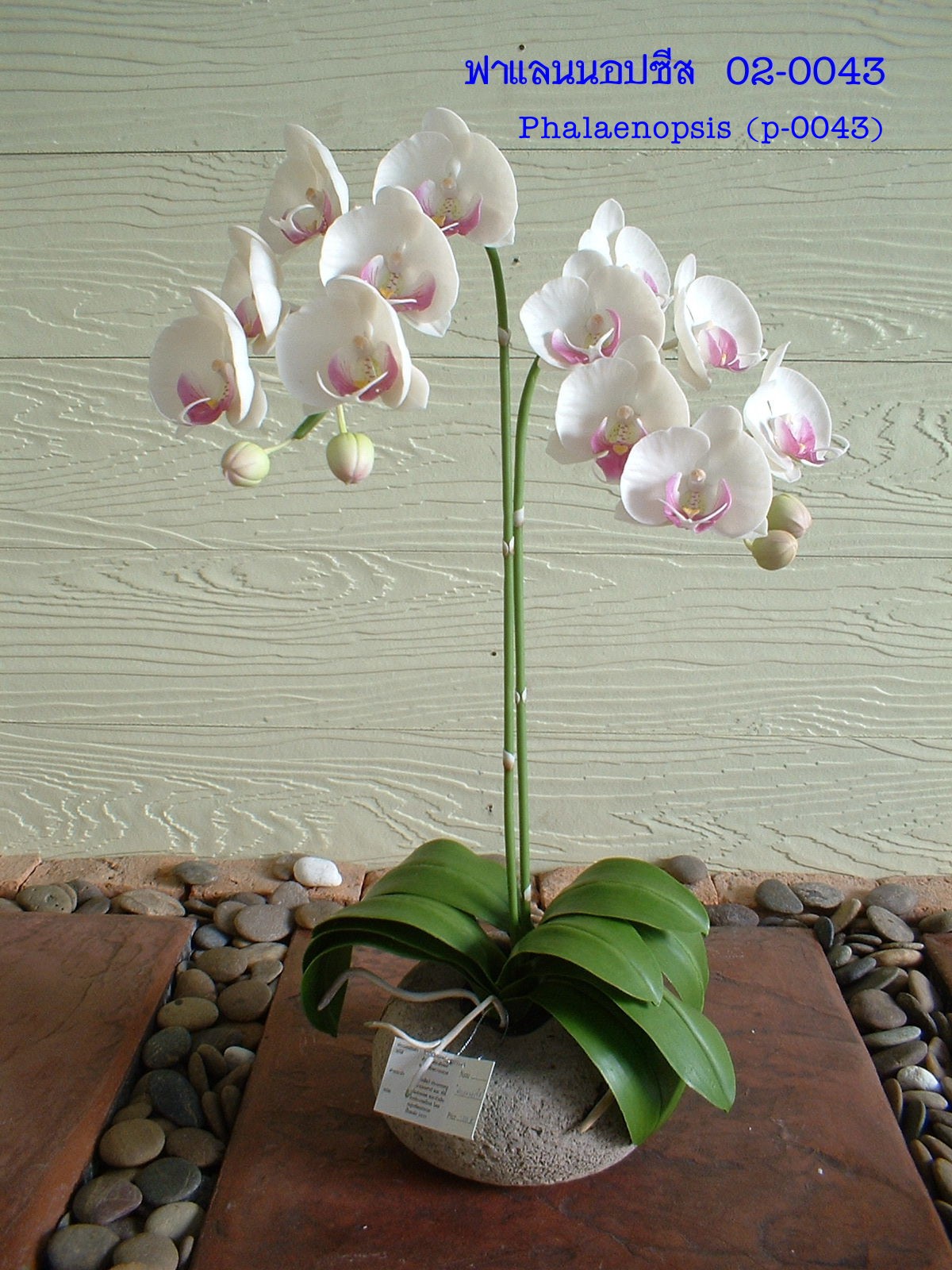 Phalaenopsis (Super small)