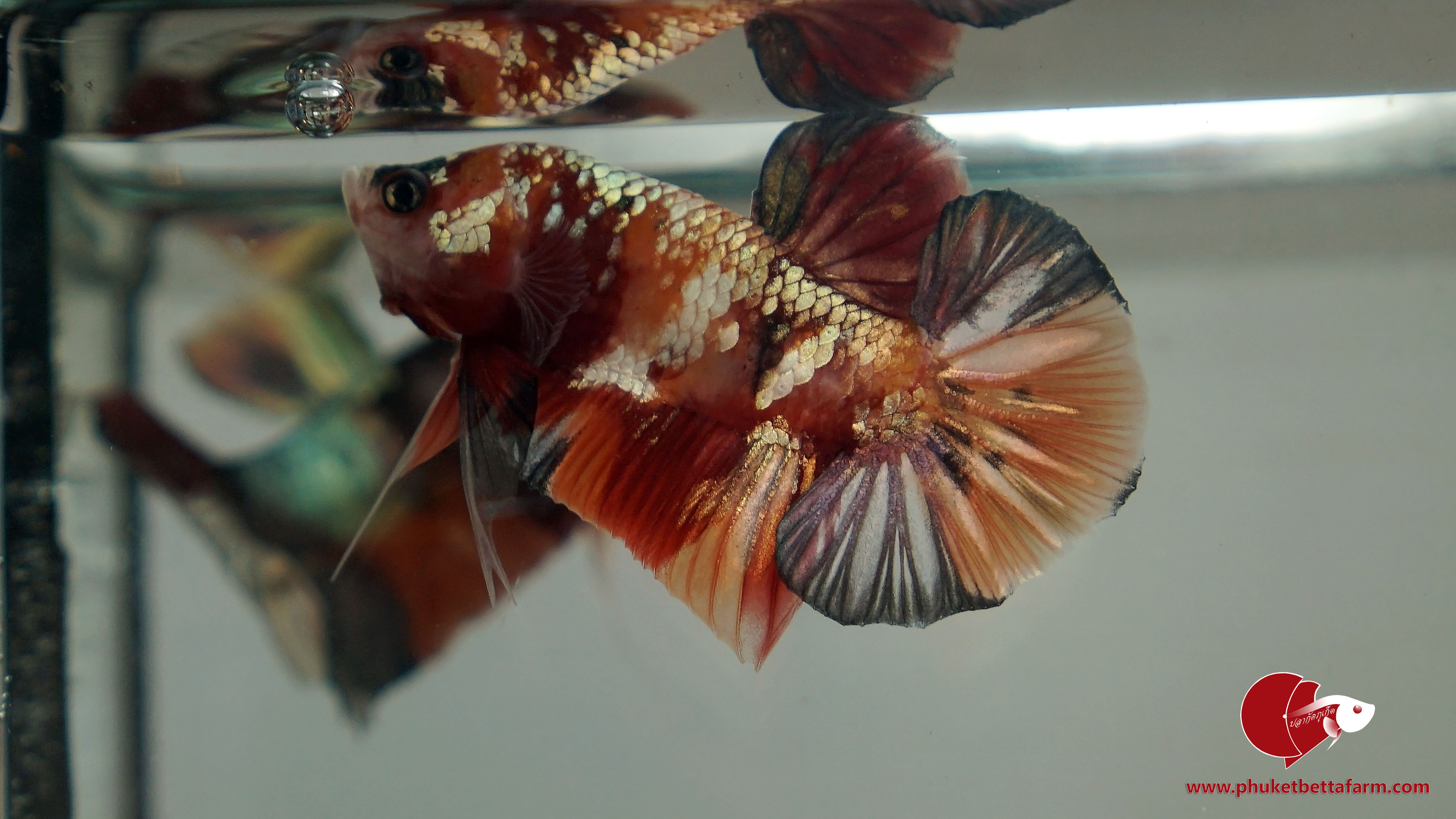 Galaxy Nemo Copper Gold ปลากัดกาแล็คซี่นี่โมคอปเปอร์ มุกทอง