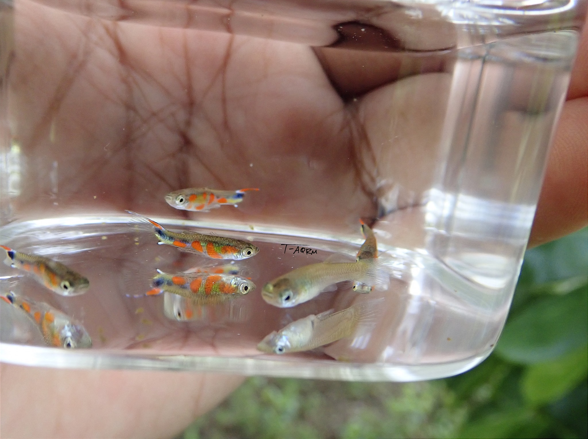 Campoma No.50, Pure wingei 1คู่ (ผู้+เมีย)