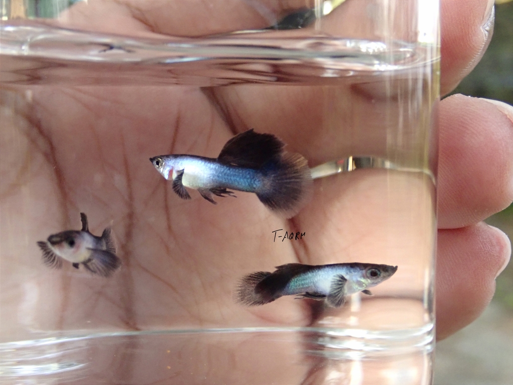 Mini Panda fancy guppy 1คู่ (ผู้+เมีย)