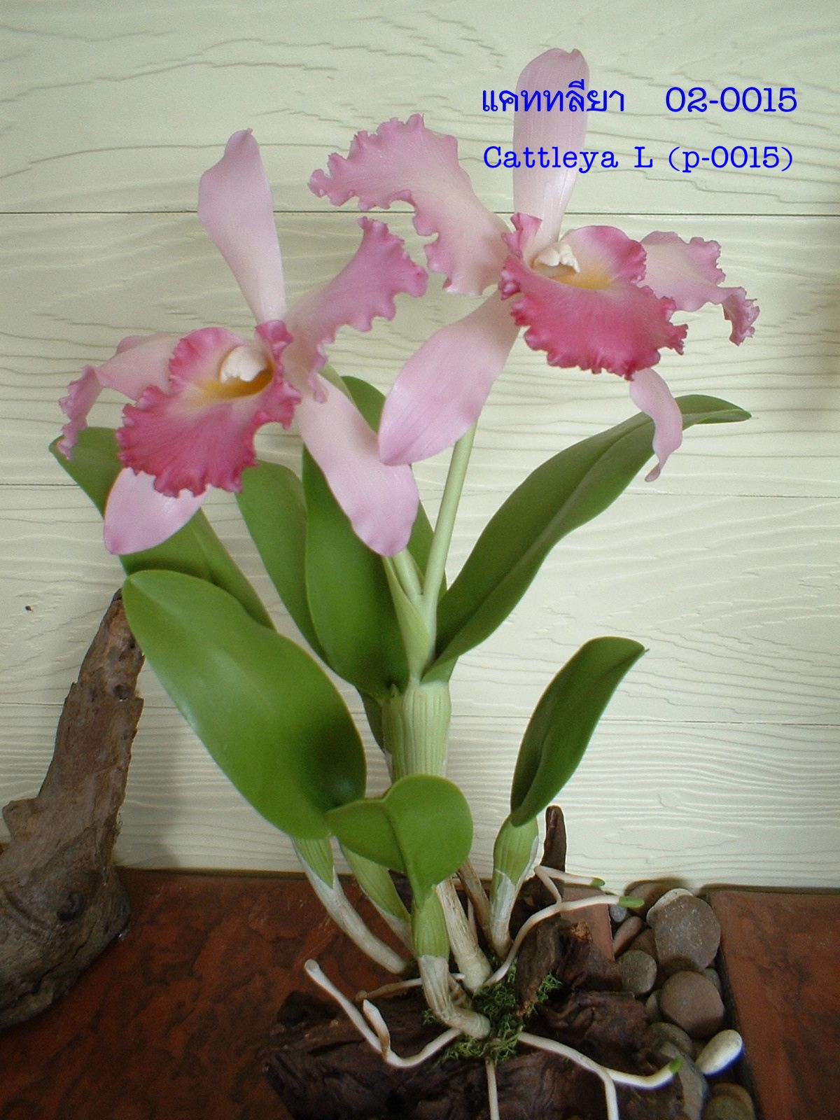 Cattleya flower S (Large)