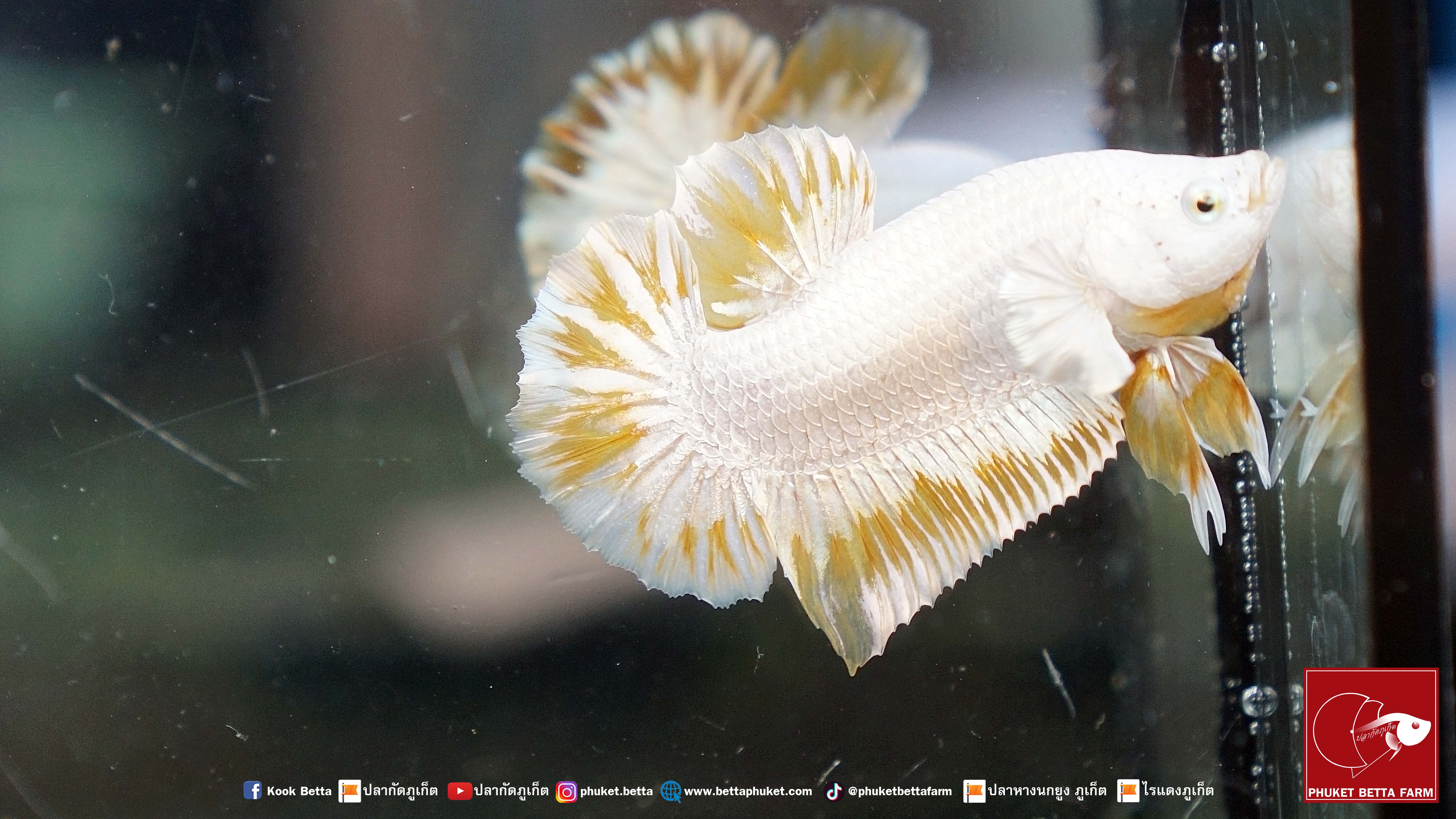 Yellow Dragon Snow เยลโล่ดราก้อนสโนว์