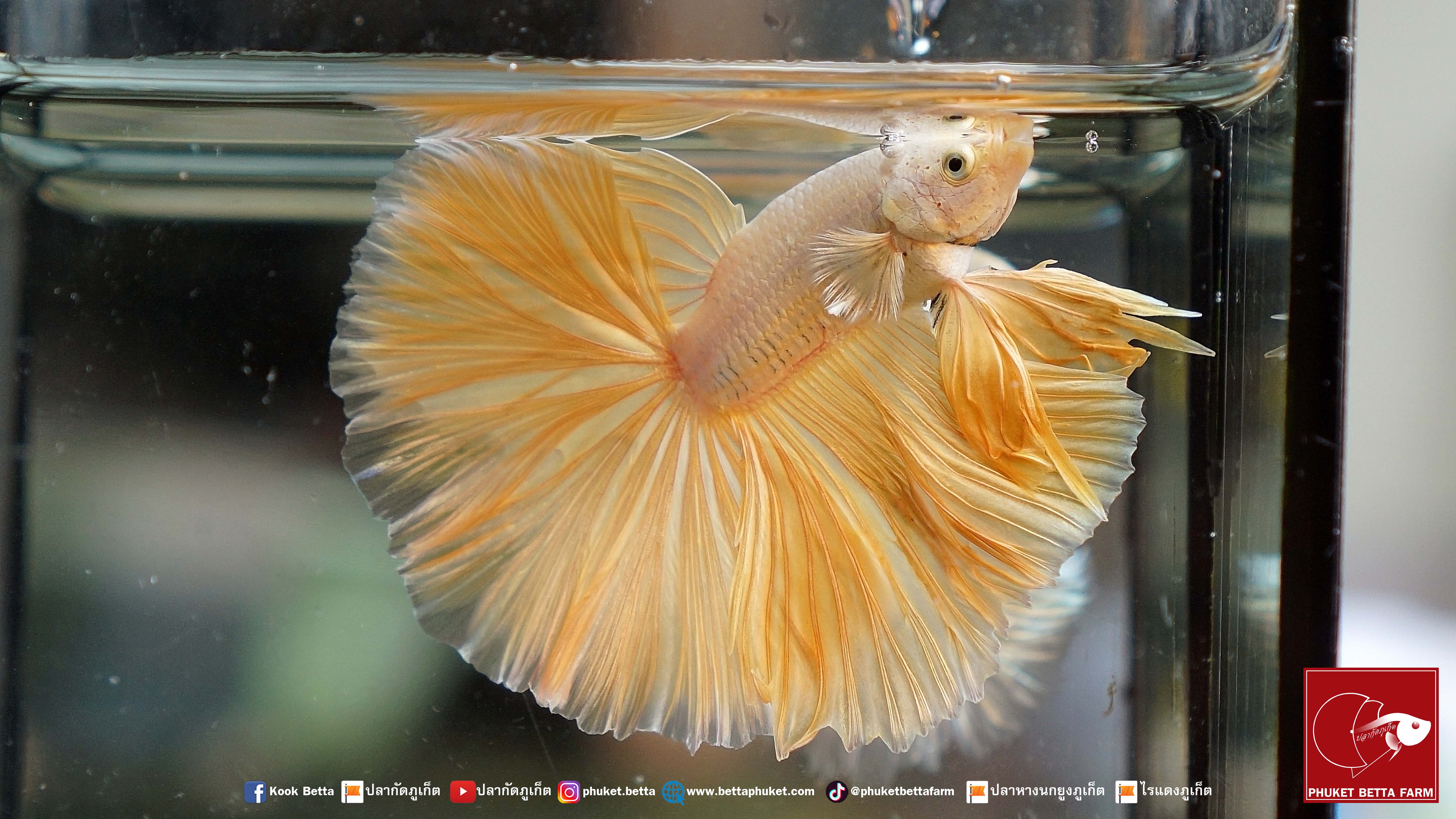 Super Gold Halfmoon ปลากัดซุปเปอร์โกลด์ ครีบยาว