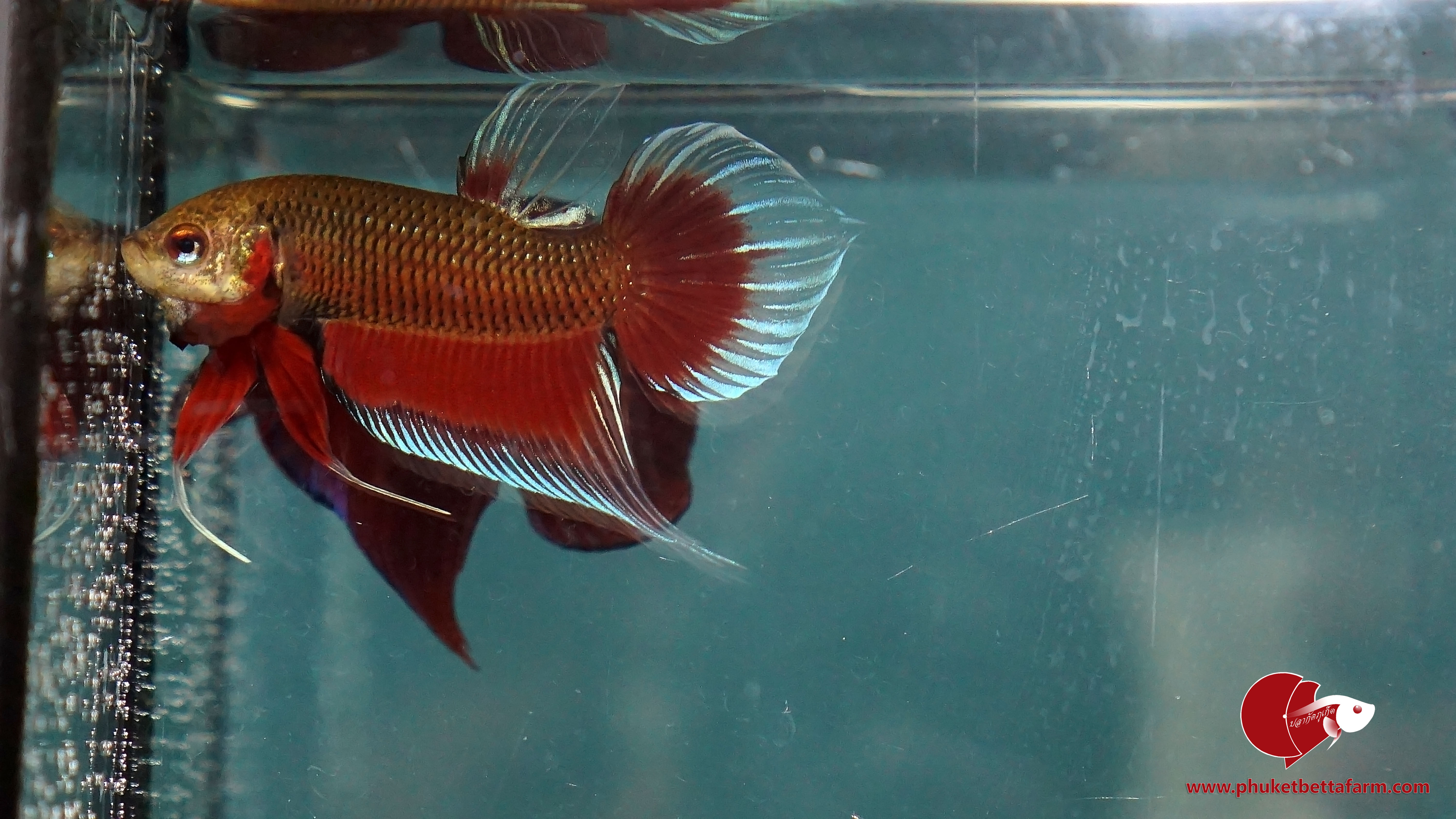 Red Benjarong (butterfly tail) ปลากัดป่าเเดงเบญจรงค์ (หางผีเสื้อ)