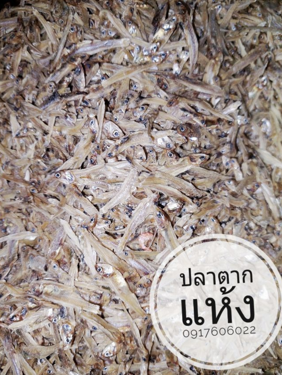 ปลาแห้ง ปลาช่อนแดดเดียว ปลาช่อนตากแห้ง ปลาแดดเดียว ปลาพม่า ปลาช่อนพม่า ปลาพม่าตากแห้ง ปลาตากแห้ง ปลาหัวยุ่ง ปลาทู ขายส่งปลาแห้ง