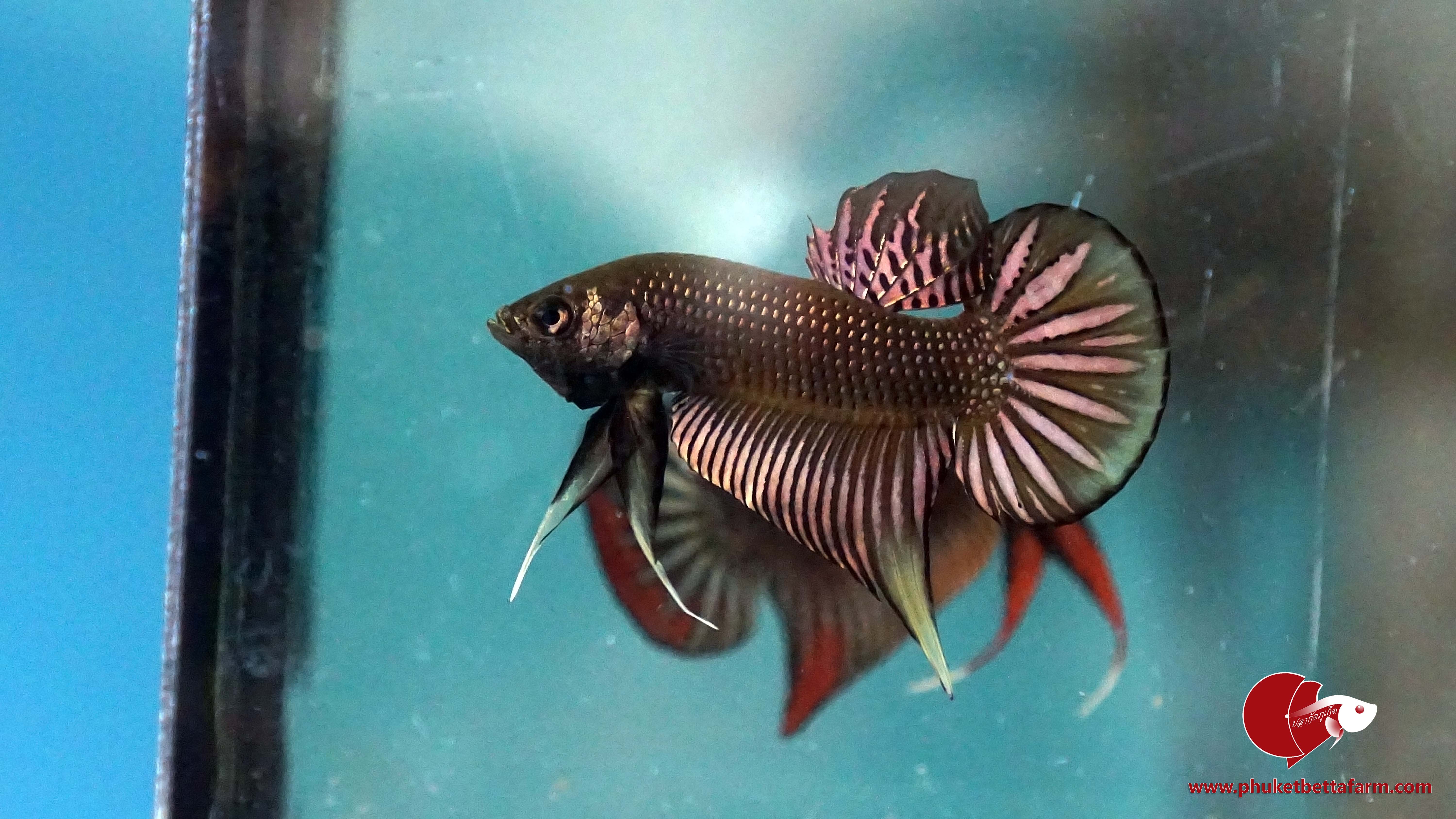 Coppery Yellow Betta Imbellis ปลากัดป่าภาคใต้สีนากวงเหลือง