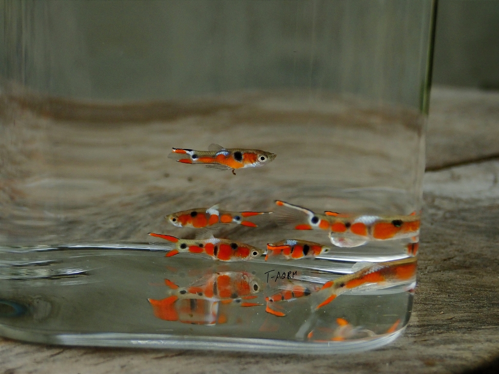 Campoma #28 Pure wingei. 1คู่ (ผู้+เมีย)