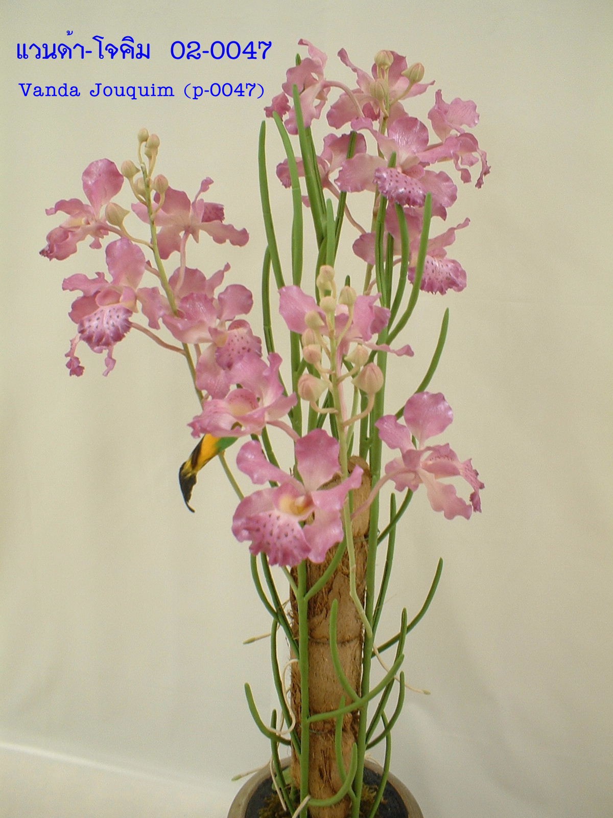 Vanda Joaquim flower (Large)