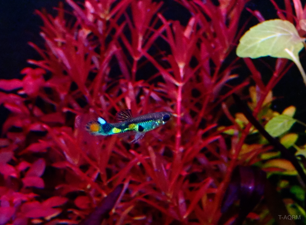 Wild rainbow guppy, Peacock version.1คู่ (ผู้+เมีย)