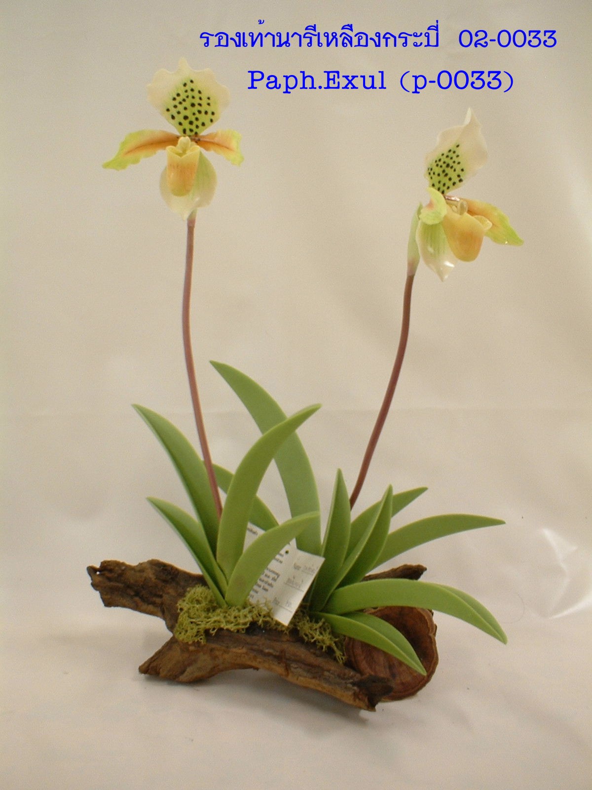 Paph.Exul (small)