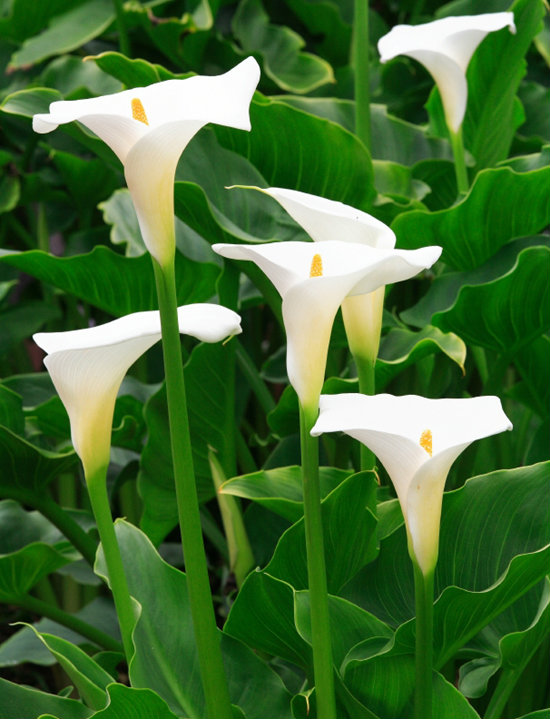Calla (small)