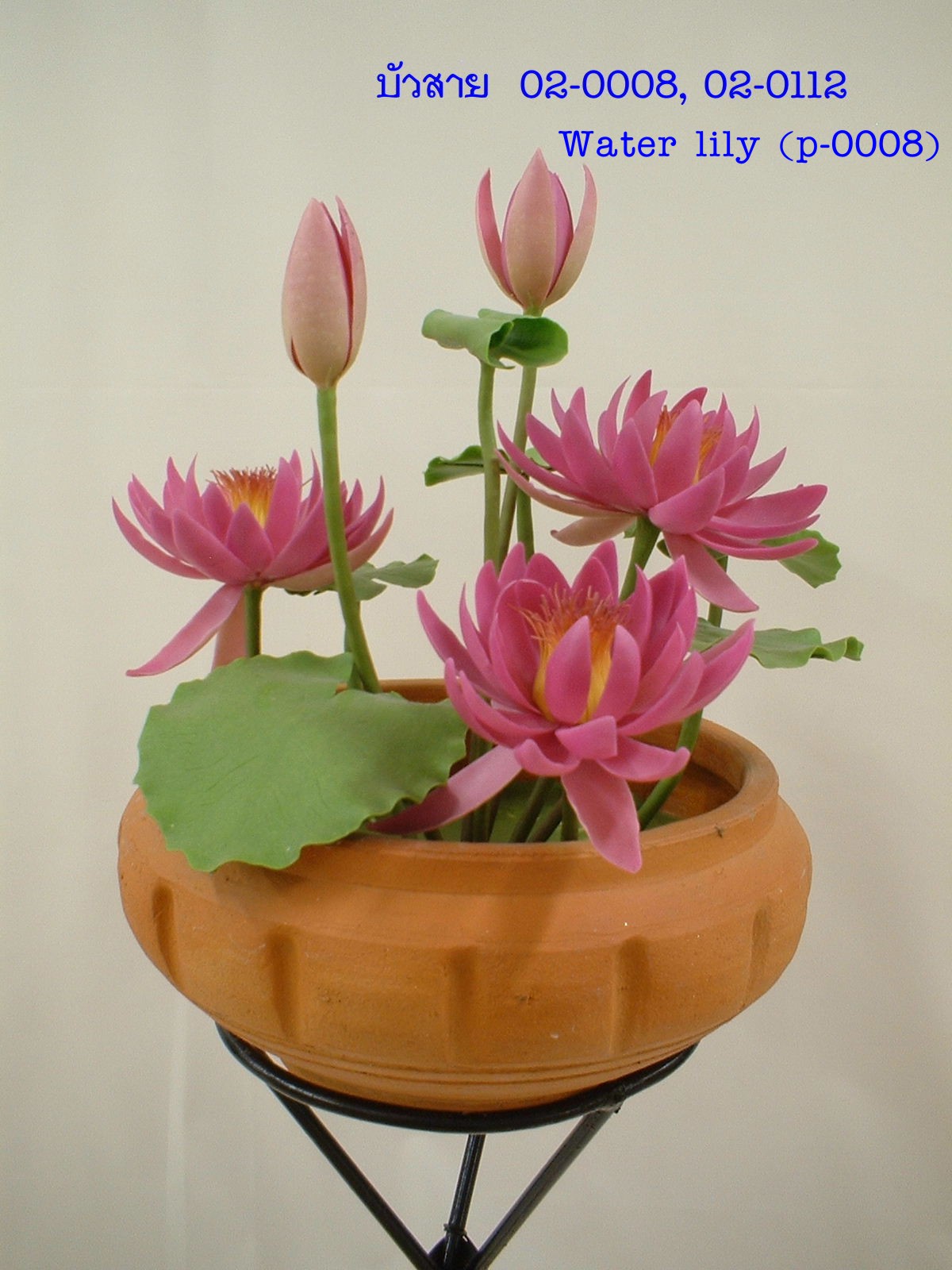 Water lily flower (Large)