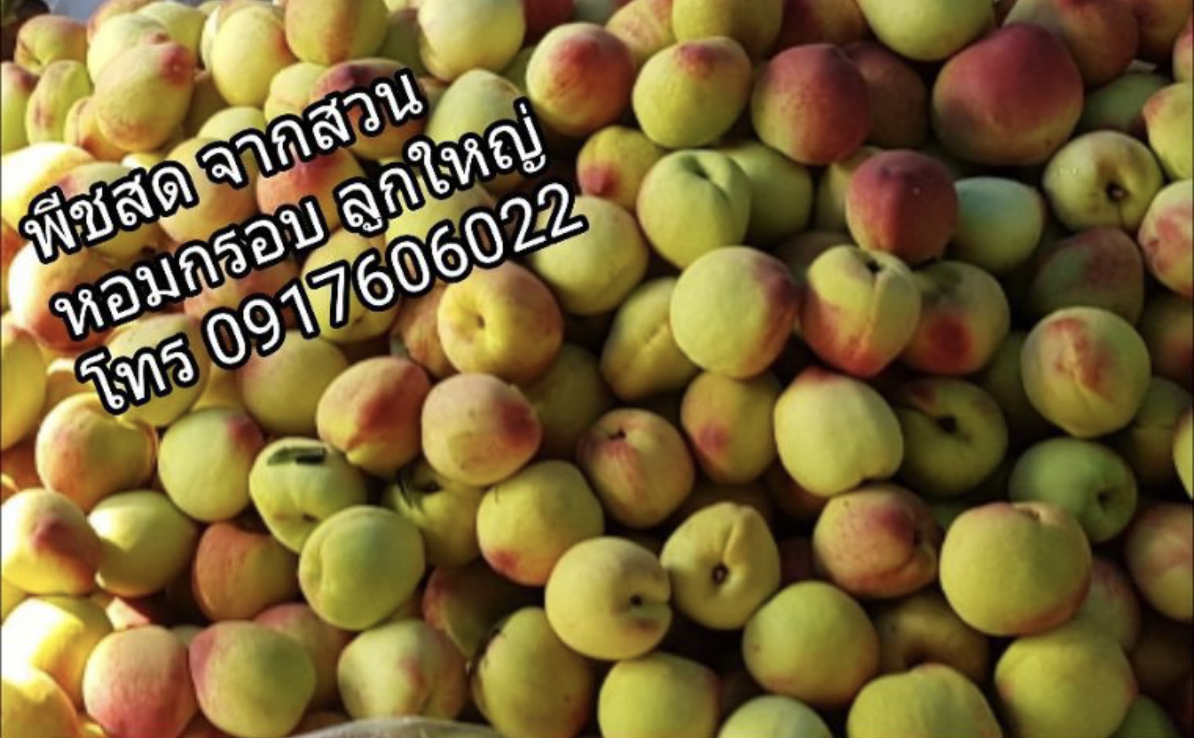 ลูกพีช ลูกพีชสด พีช พีชสด พีชดอย คัดเกรด หอมกรอบ อร่อย