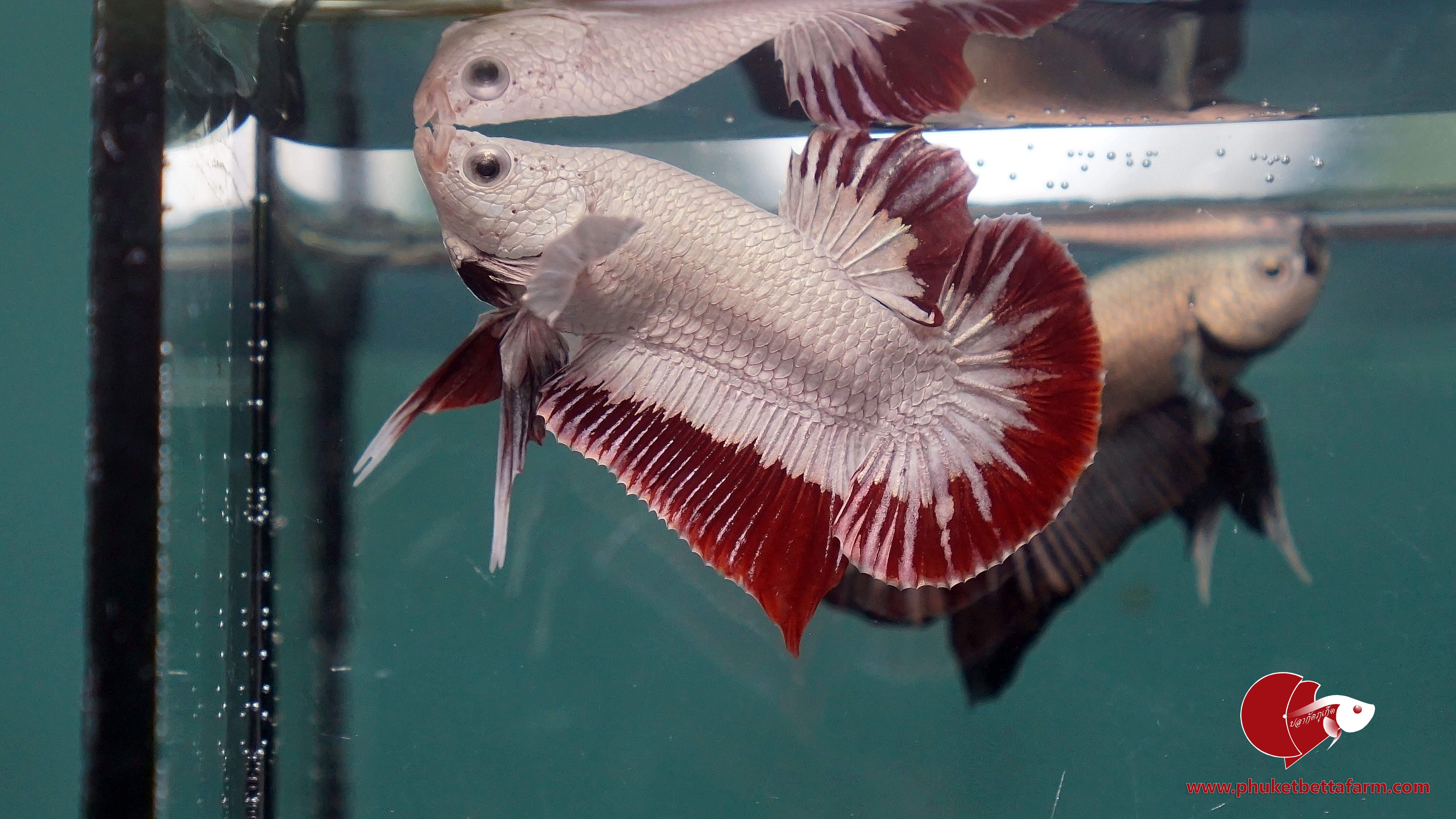 Red Dragon Snow ปลากัดเรดดราก้อนสโนว์