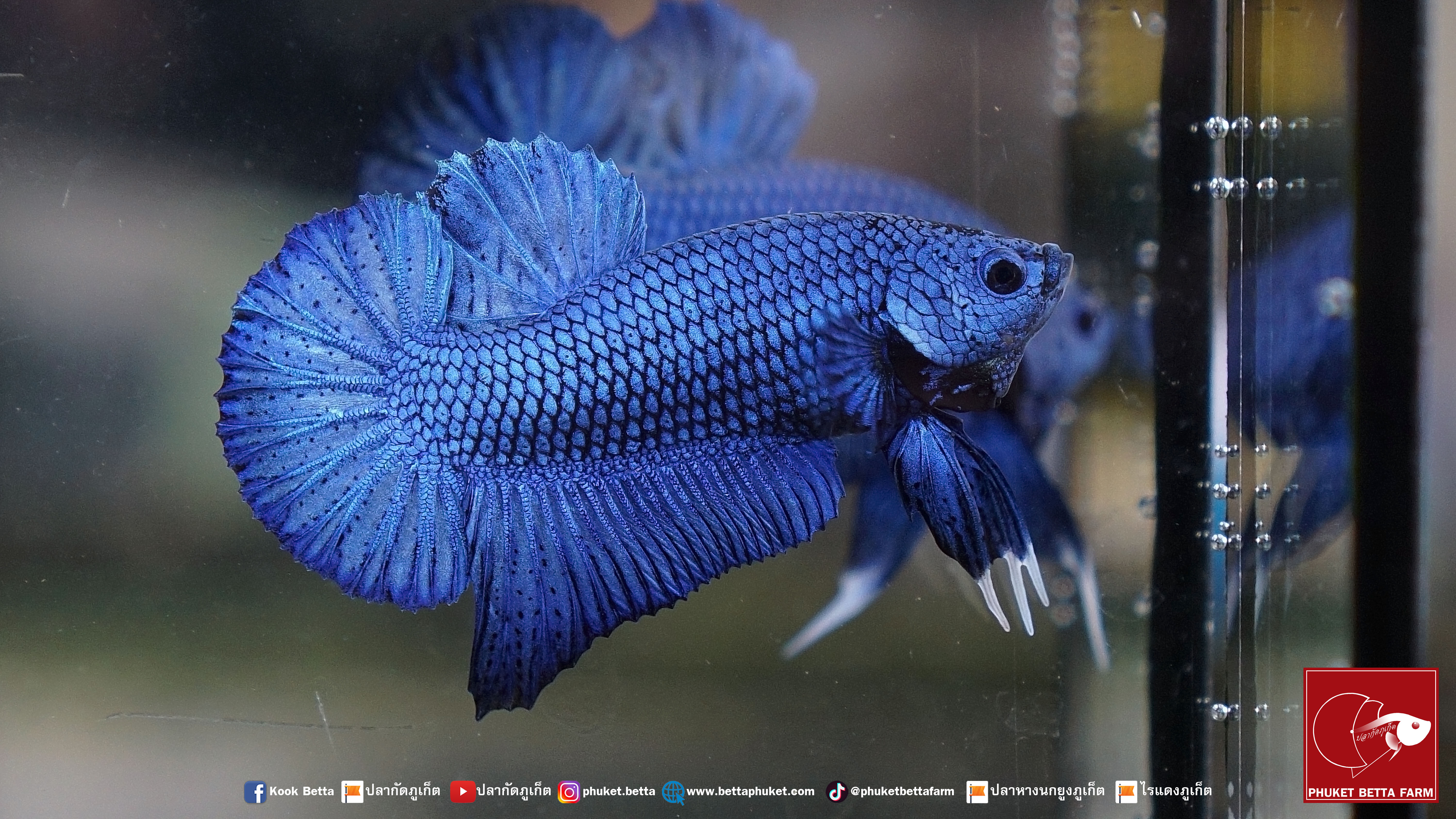 Super Blue Metallic ปลากัดซุปเปอร์บลูเมทัลลิค