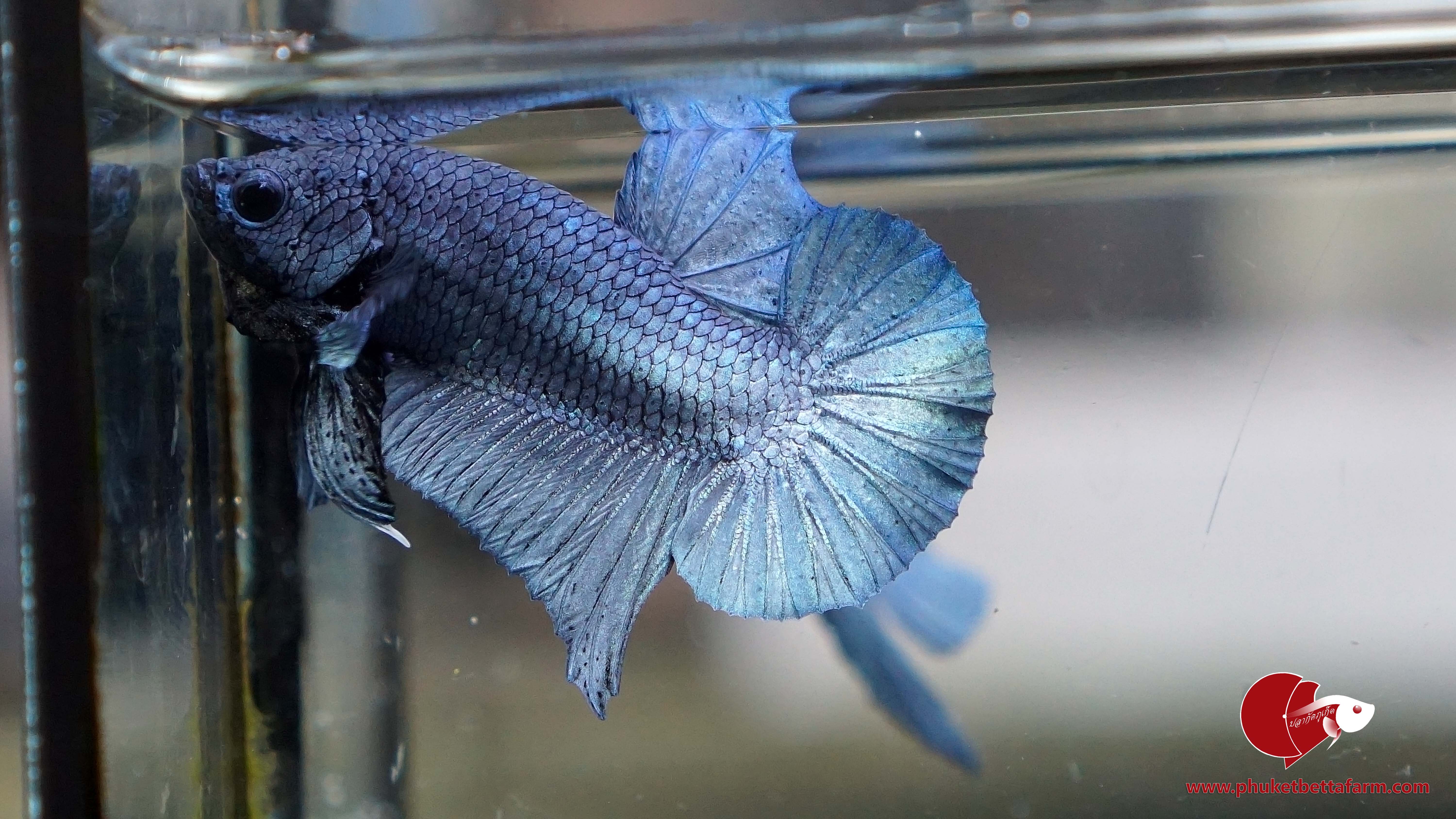 Super Blue Metallic ปลากัดซุปเปอร์บลูเมทัลลิค