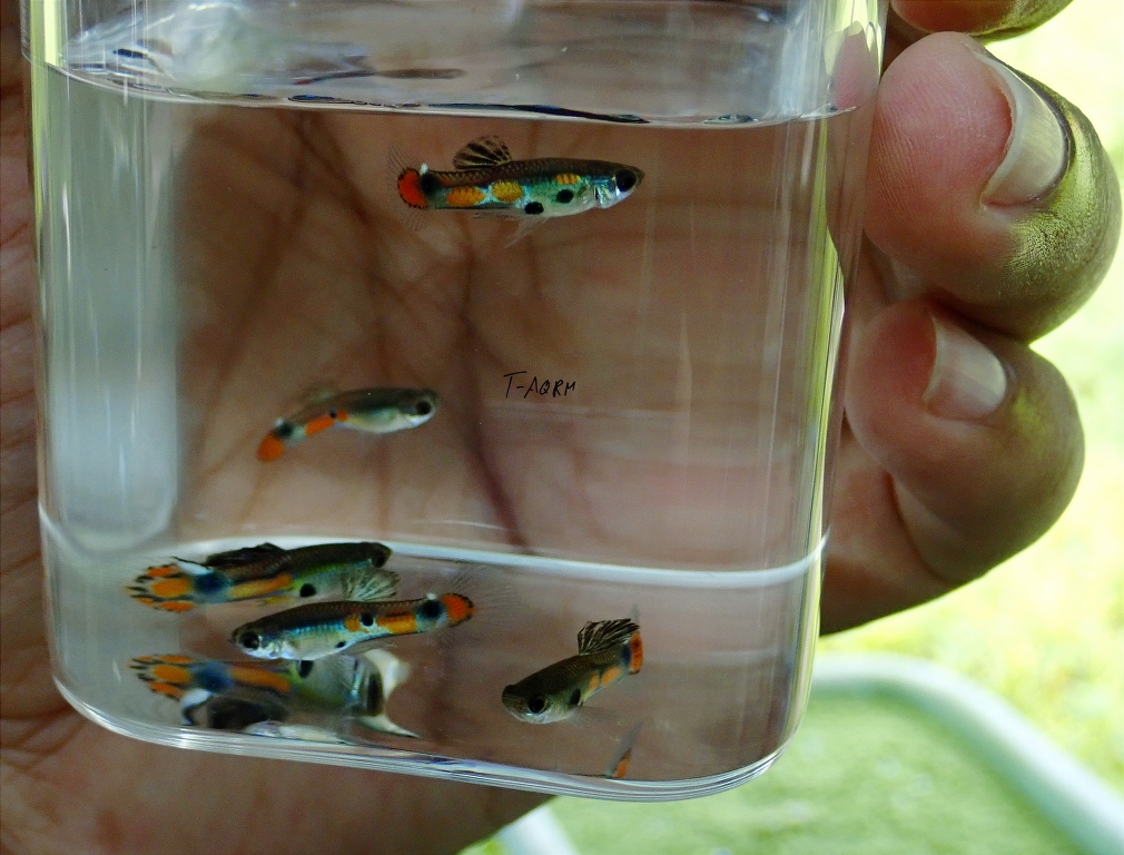 Wild rainbow guppy, Peacock version.1คู่ (ผู้+เมีย)