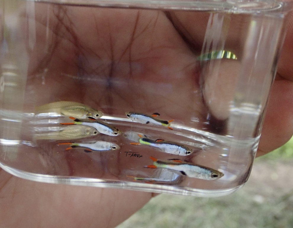 Cumana El Silverado, Pure wingei 1คู่ (ผู้+เมีย)