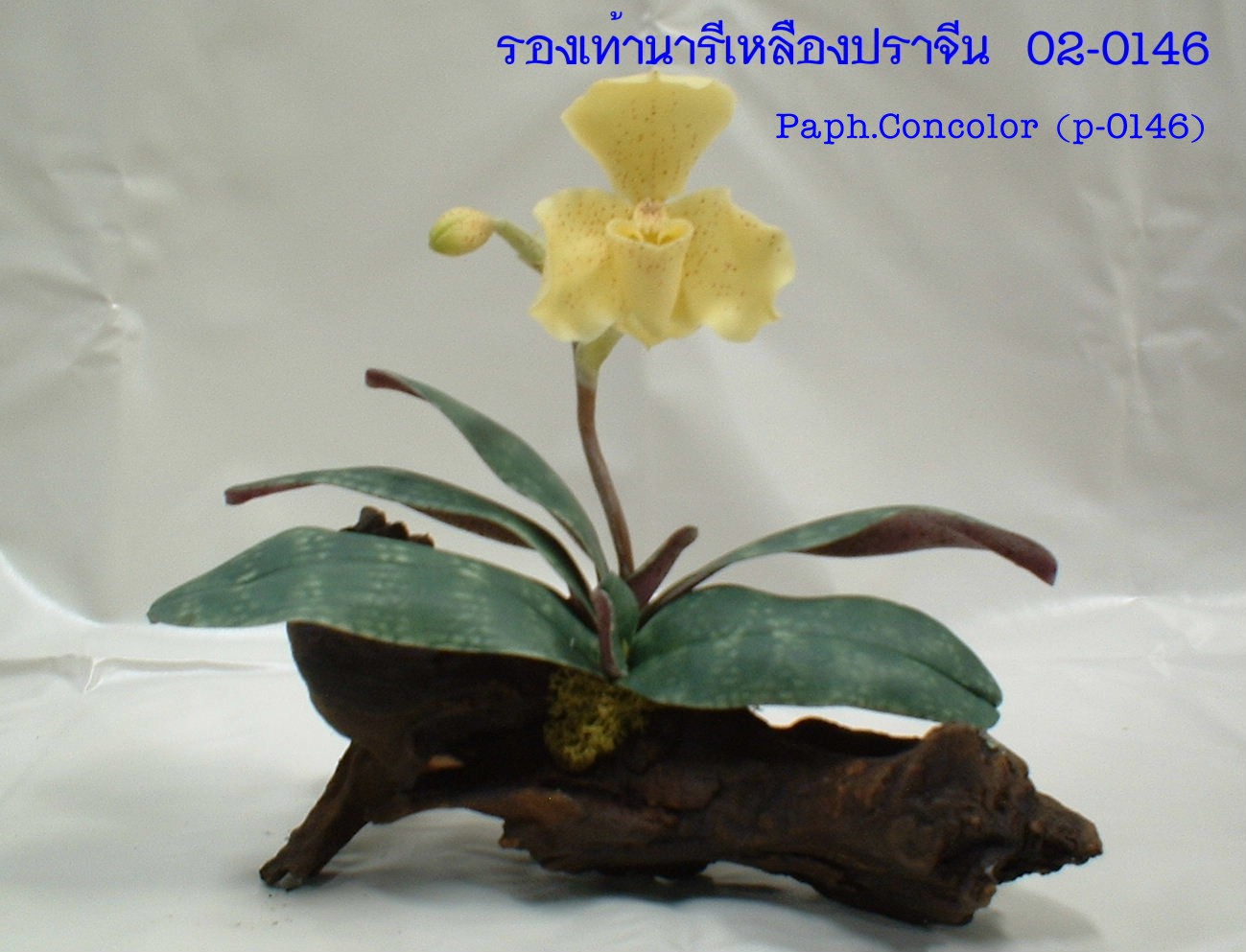 Paph.Concolor (small)