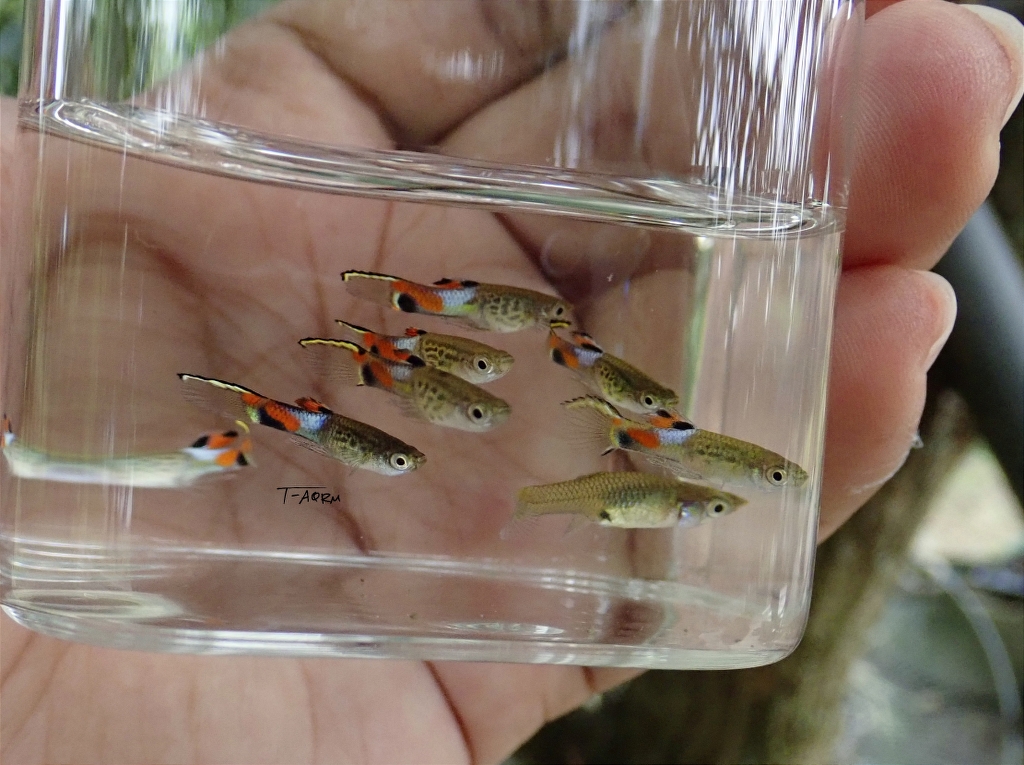 Campoma No.31 Blue snake endler, pure wingei.1คู่ (ผู้+เมีย)