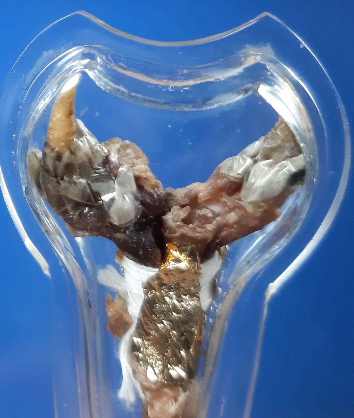 เดือยงูเหลือม เครื่องรางอาถรรพ์ ด้านโชคลาภ ทำมาหากิน และเสี่ยงโชค ลาภลอย ของแท้ครับ (โทรสอบถามครับ)