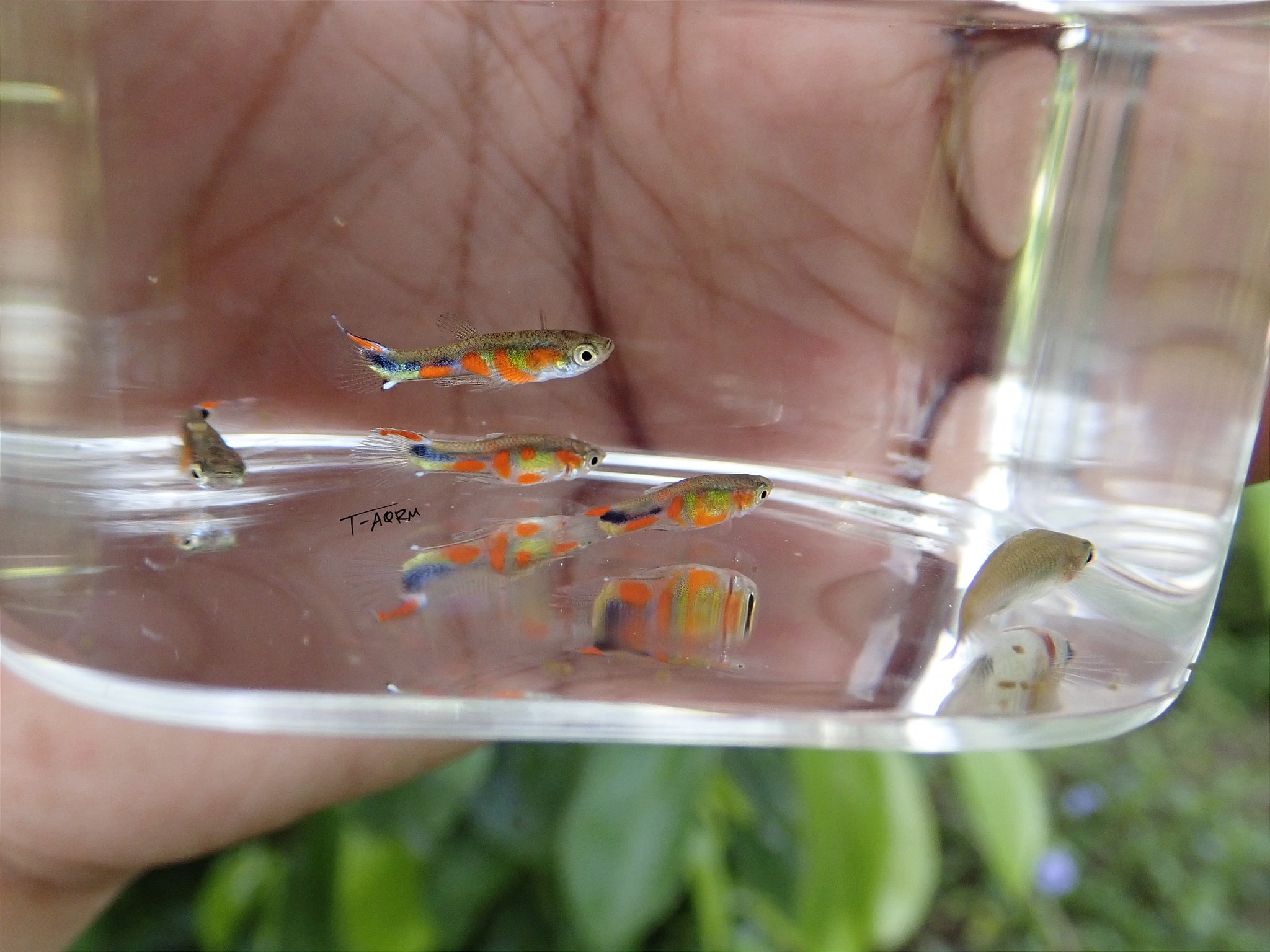 Campoma No.50, Pure wingei 1คู่ (ผู้+เมีย)