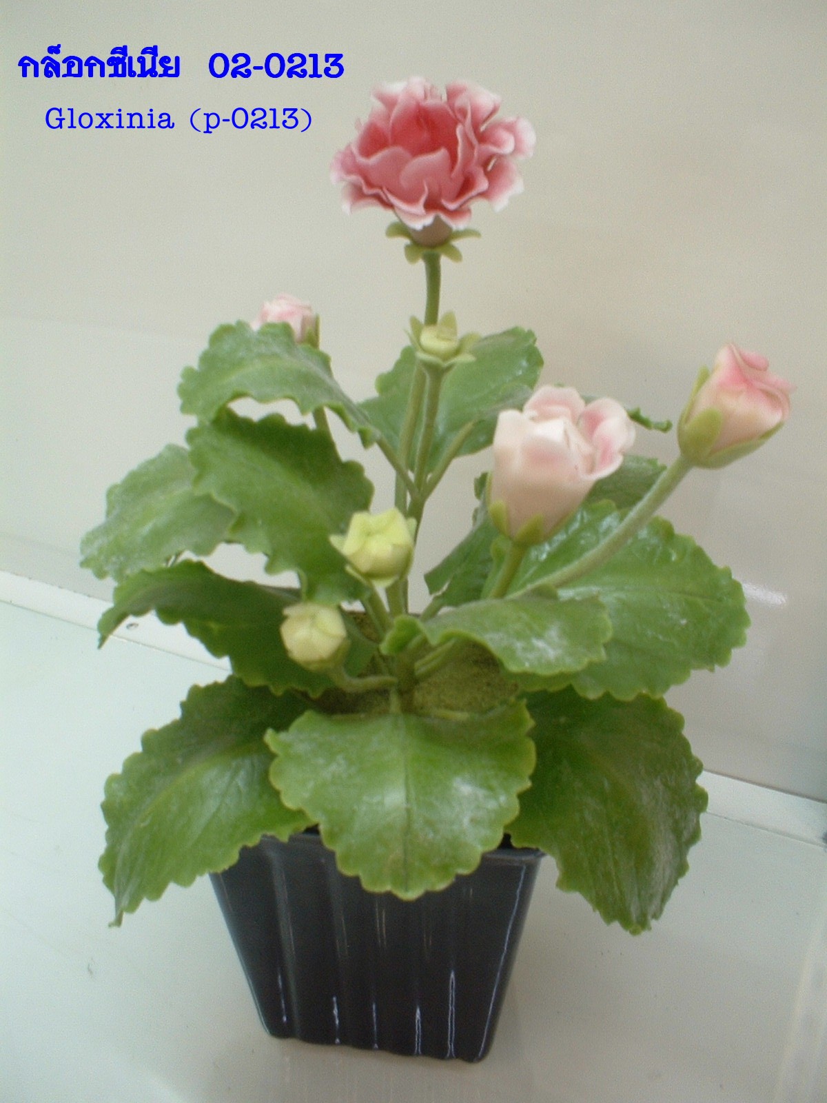 Gloxinia (Large)