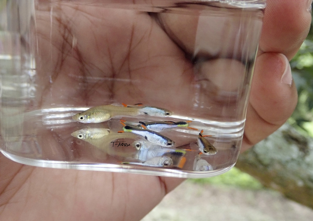 Cumana El Silverado, Pure wingei 1คู่ (ผู้+เมีย)
