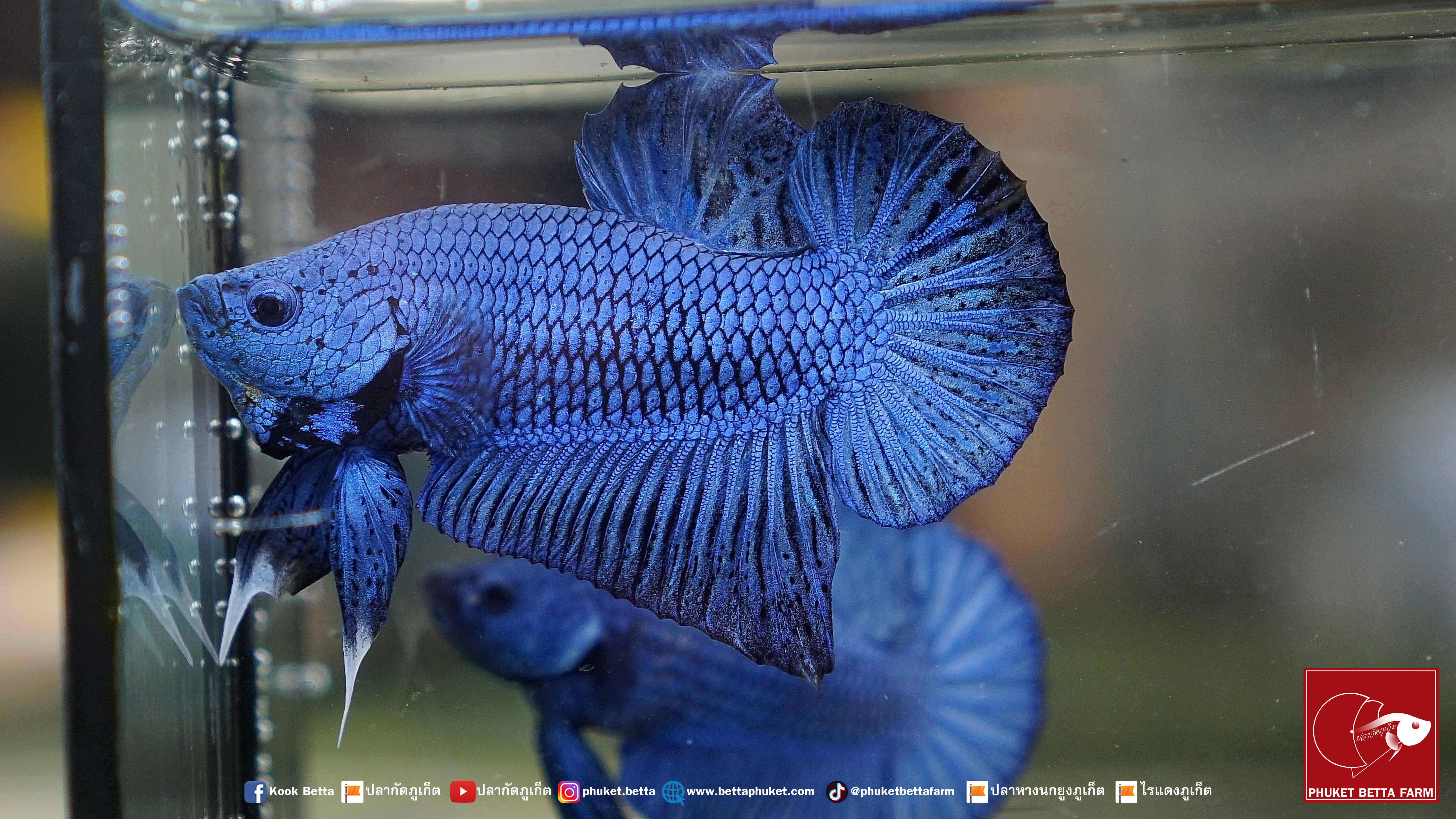 Super Blue Metallic ปลากัดซุปเปอร์บลูเมทัลลิค