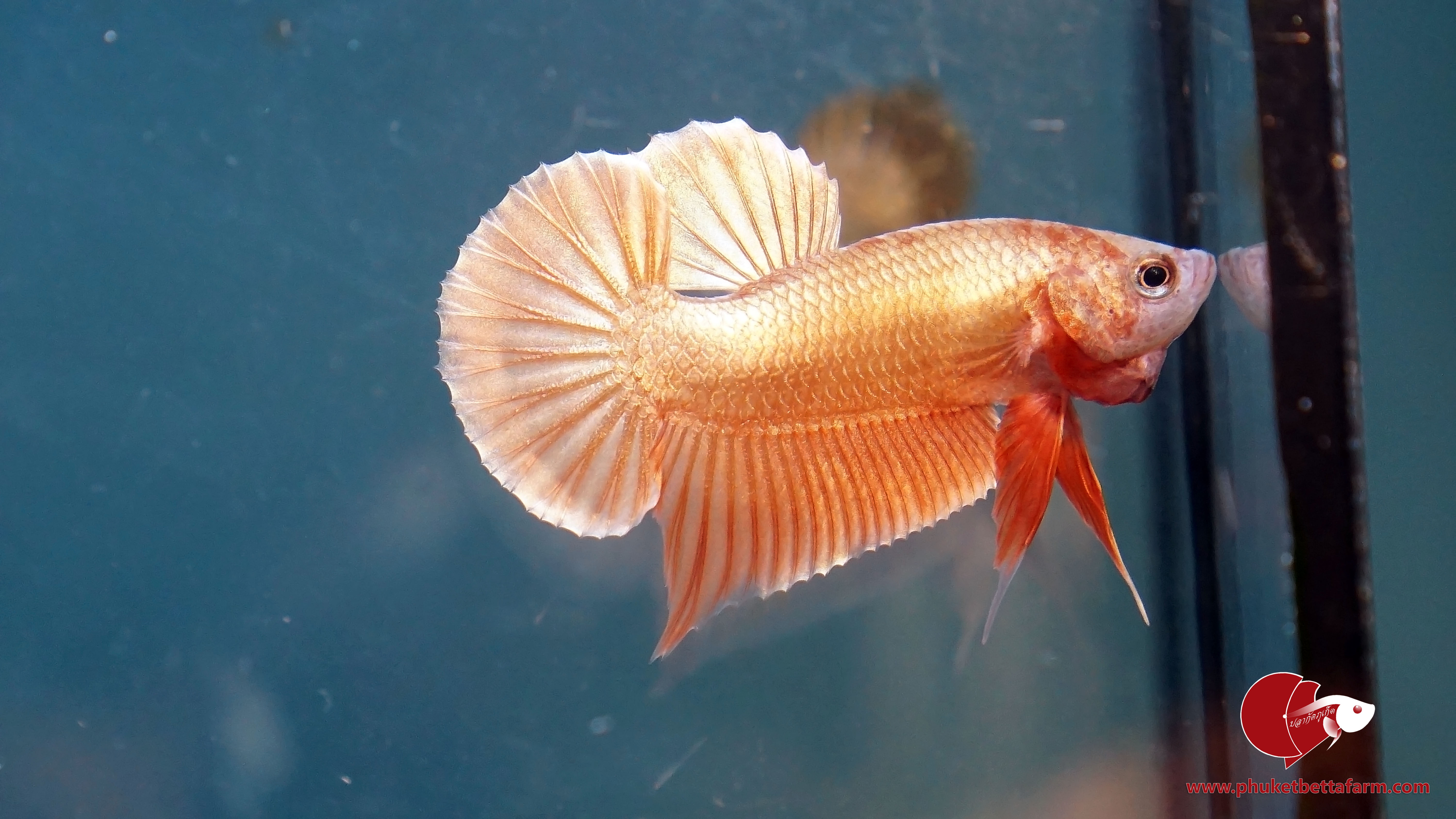 Orange Gold ปลากัดสีส้มทอง