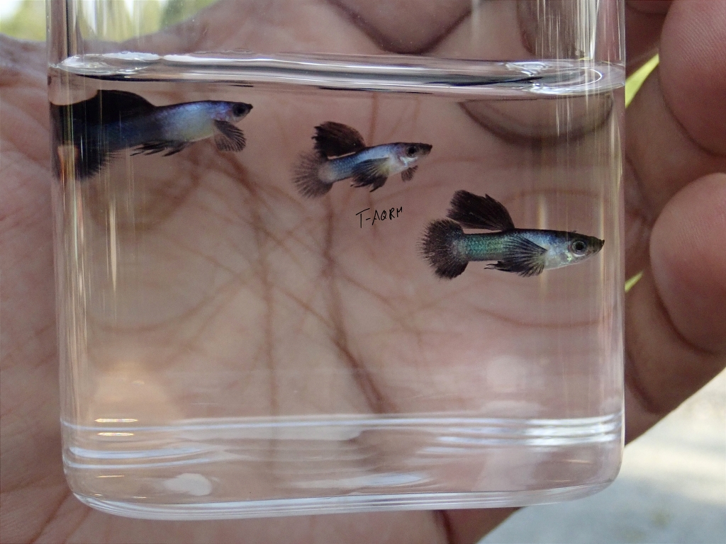 Mini Panda fancy guppy 1คู่ (ผู้+เมีย)