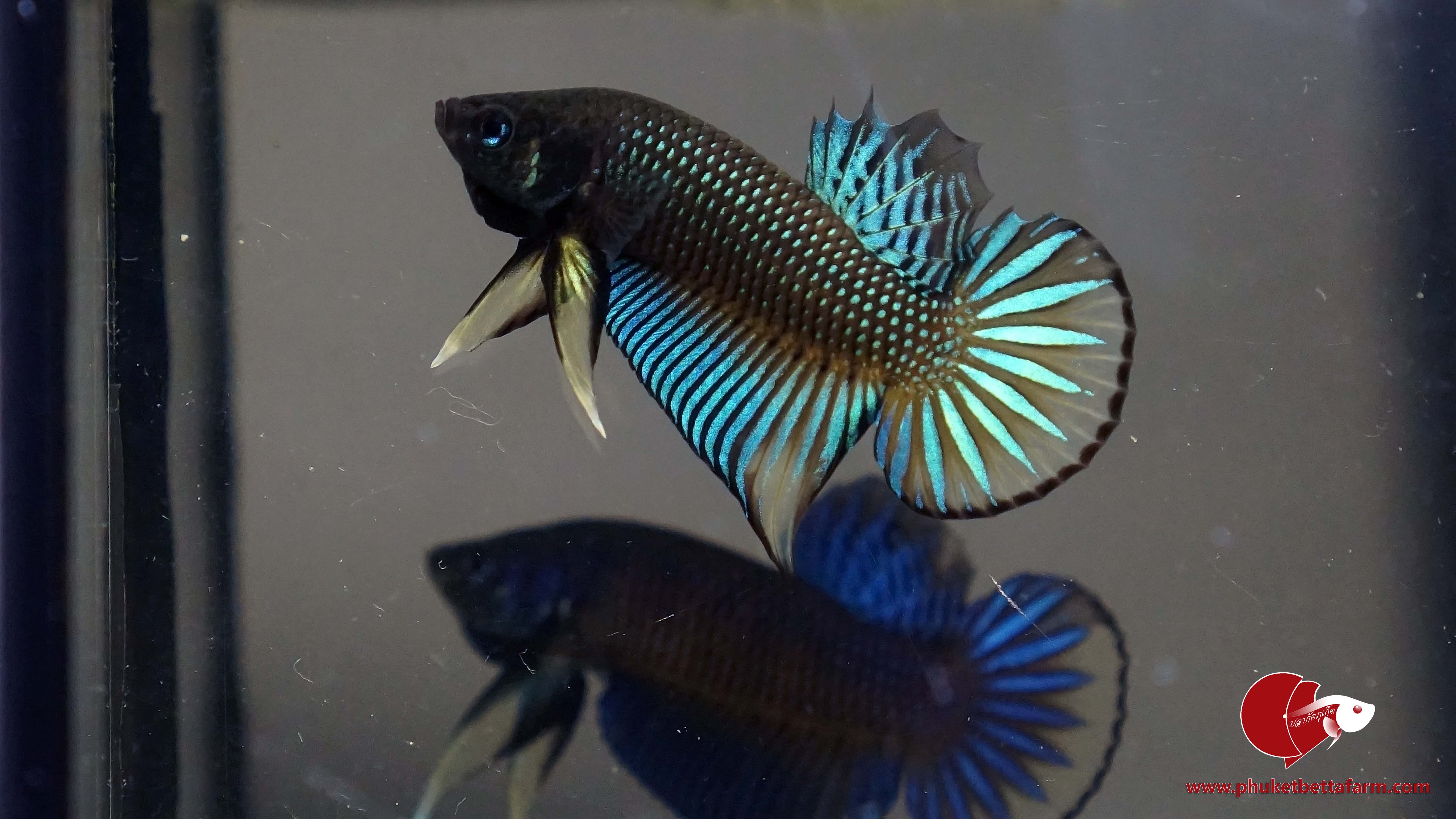 Green Yellow Betta Imbellis ปลากัดป่าภาคใต้เขียววงเหลือง