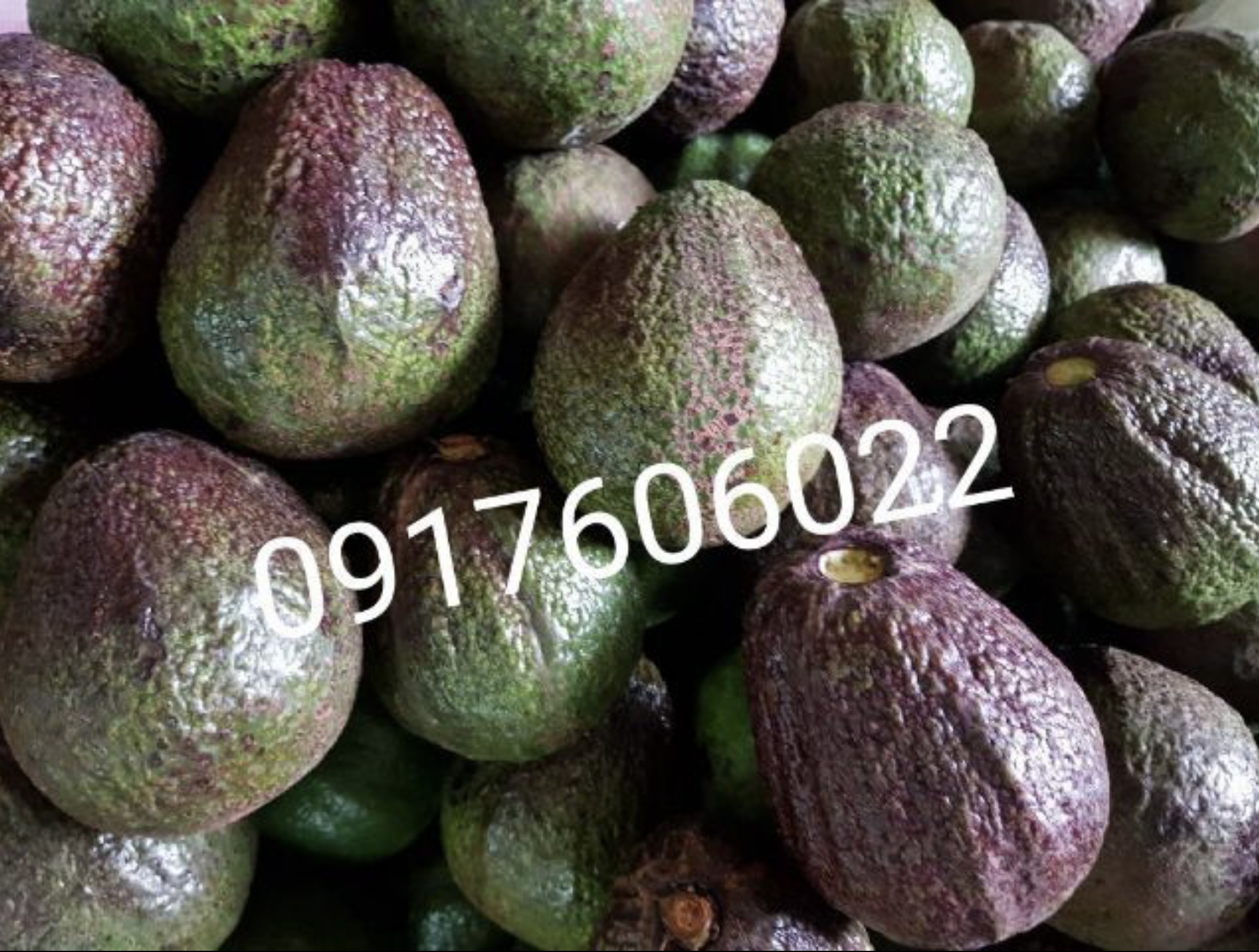 อะโวคาโด้ อะโวคาโด อโวคาโด้ อโวคาโด avocado อะโวคาโด้พื้นเมือง อะโวคาโด้พม่า อโวคาโด้พม่า อะโวคาโด้ไทย อะโวคาโด้เวียดนาม อโวคาโด้เวียดนาม อโวคาโด้ไทย อโวคาโด้คัดเกรด อะโวคาโด้อร่อย ผลไม้เมืองเหนือ อโวคาโด้พม่า