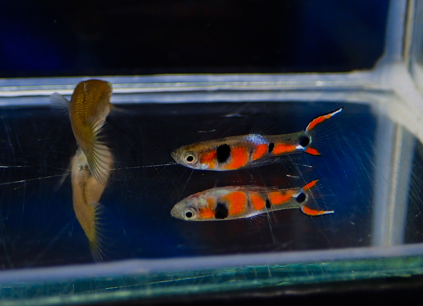 Campoma #28 Pure wingei. 1คู่ (ผู้+เมีย)